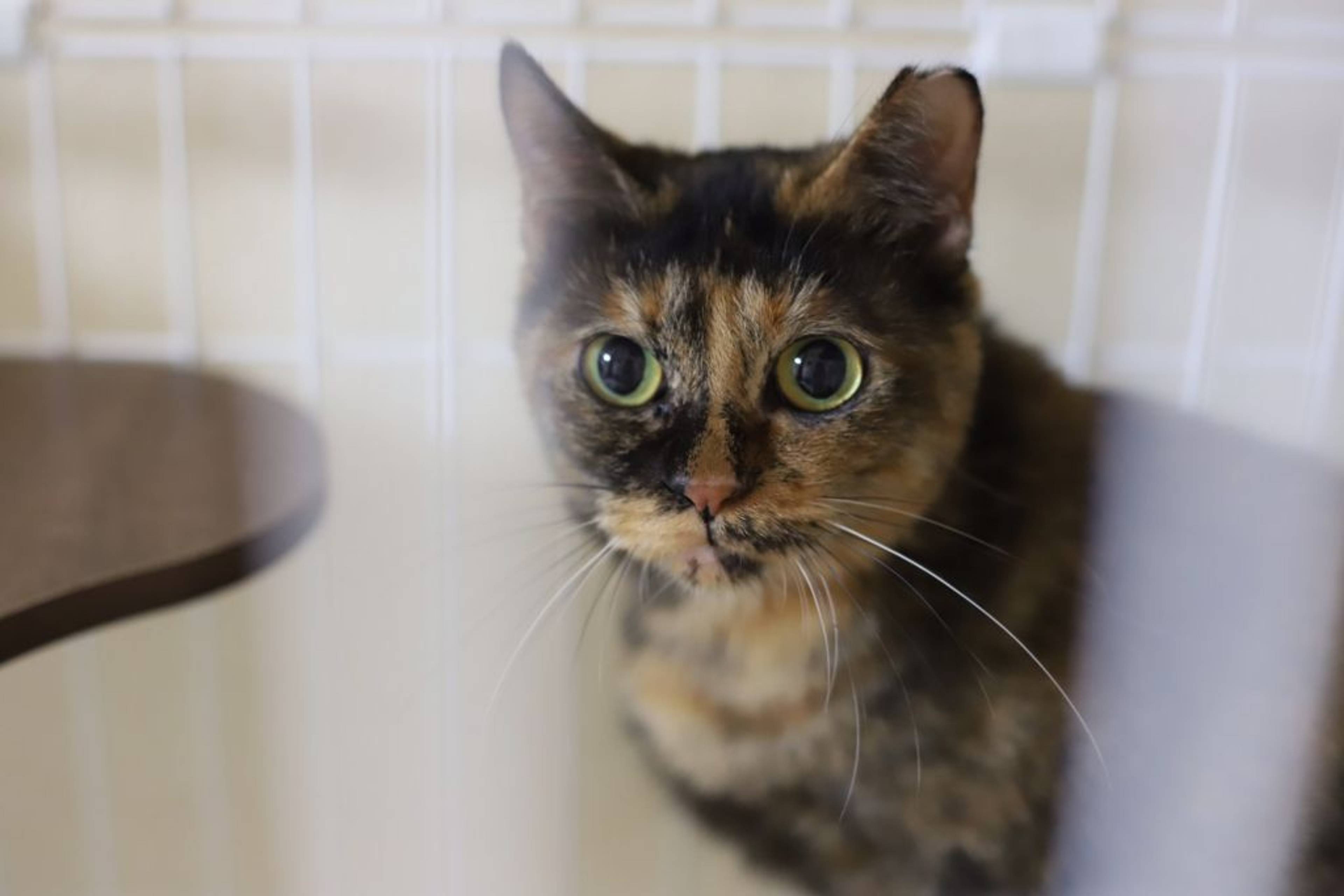 雑種（ミックス猫）・メスの里親募集の写真