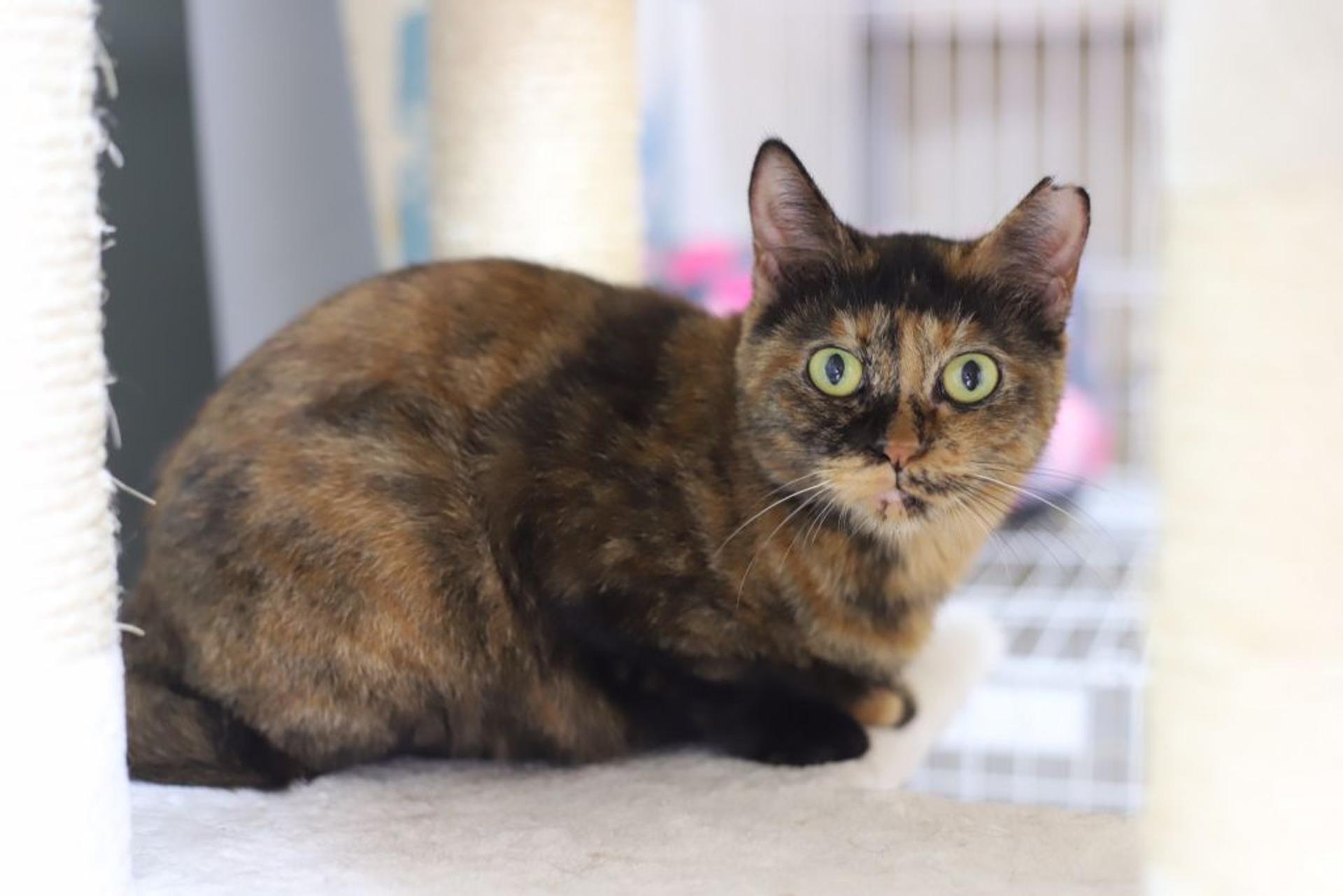 pet-image-9