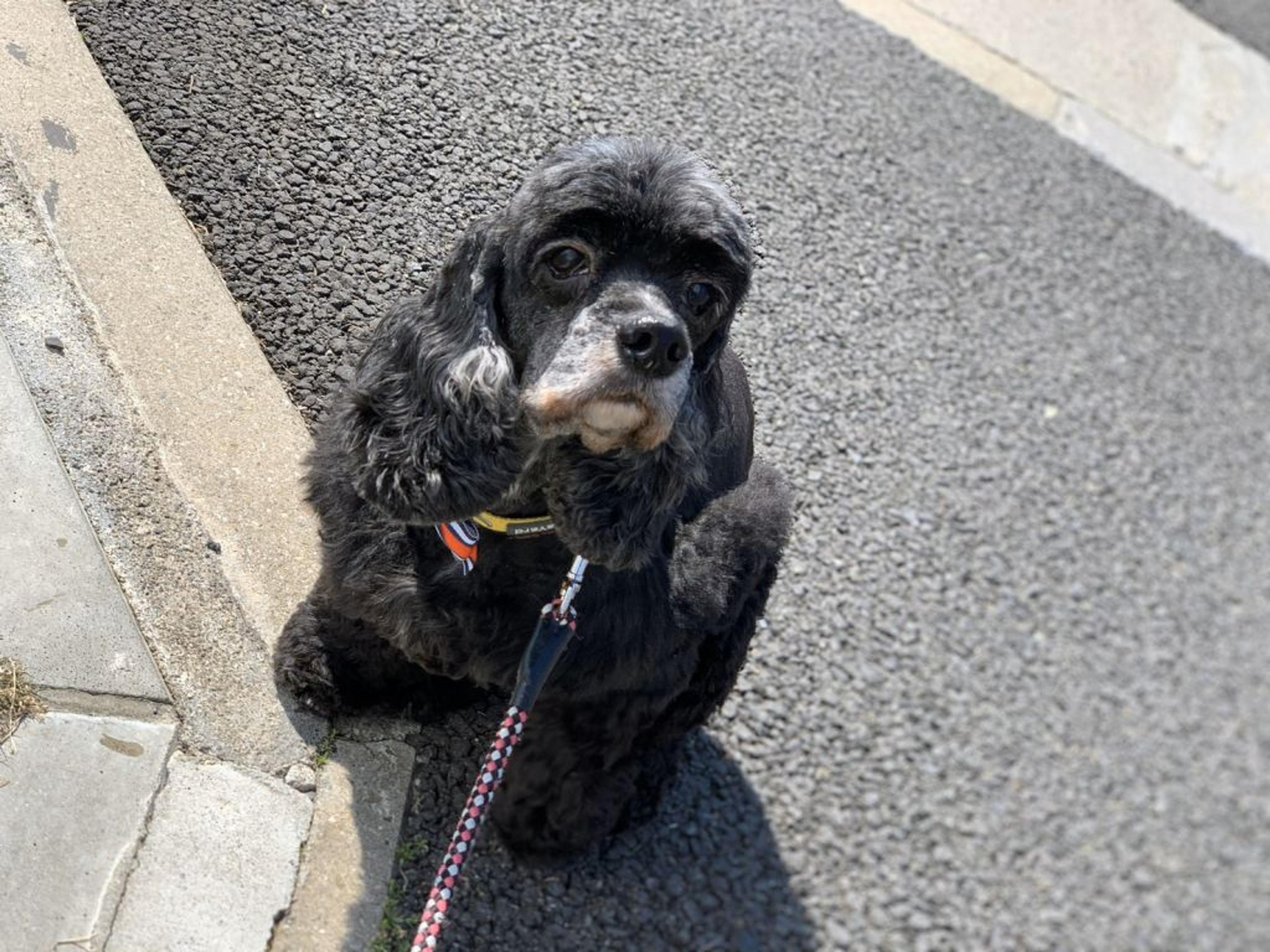 pet-image-3