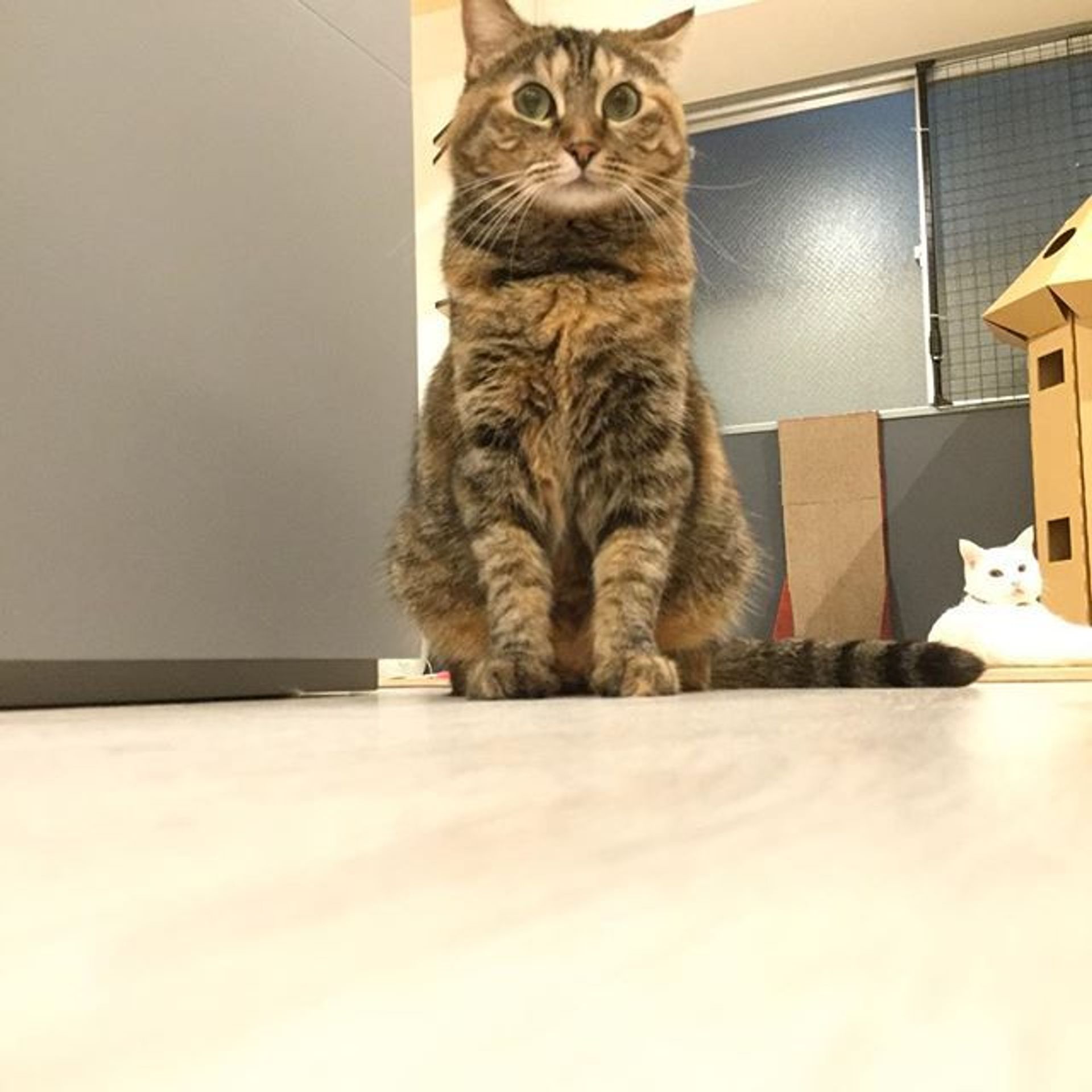 雑種（ミックス猫）・メスの里親募集の写真