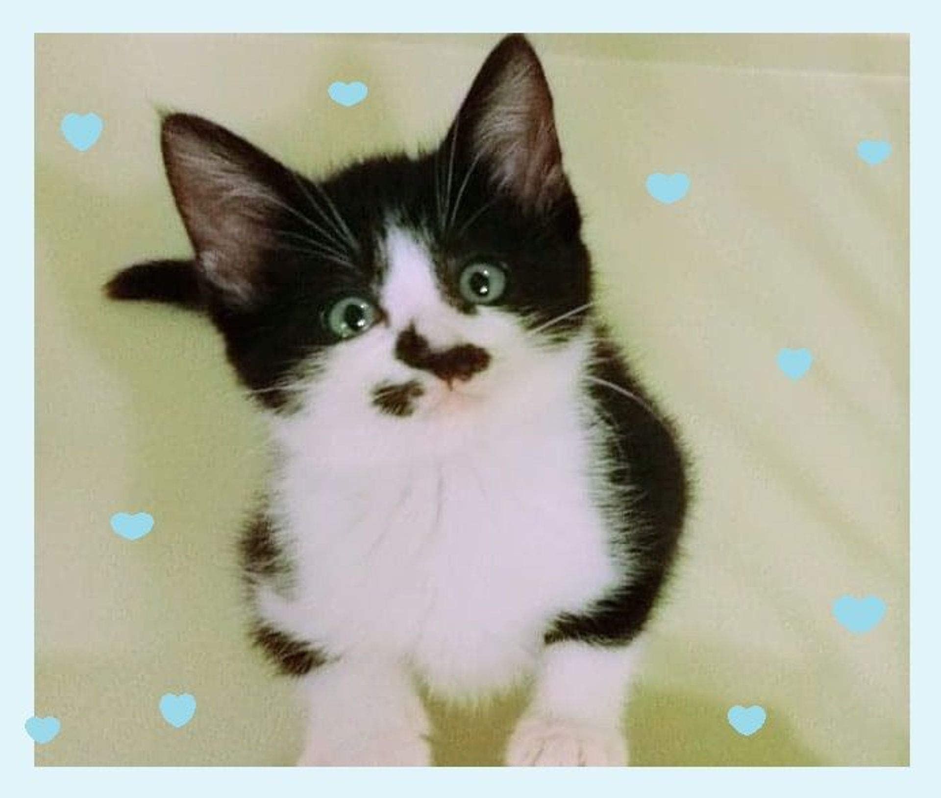 雑種（ミックス猫）・オスの里親募集の写真