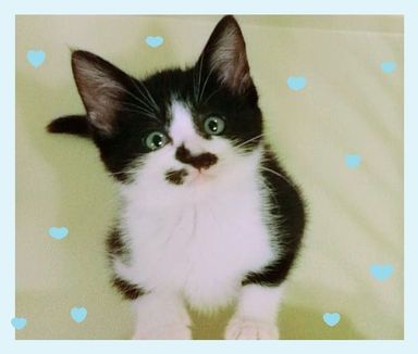 ボムくんの写真