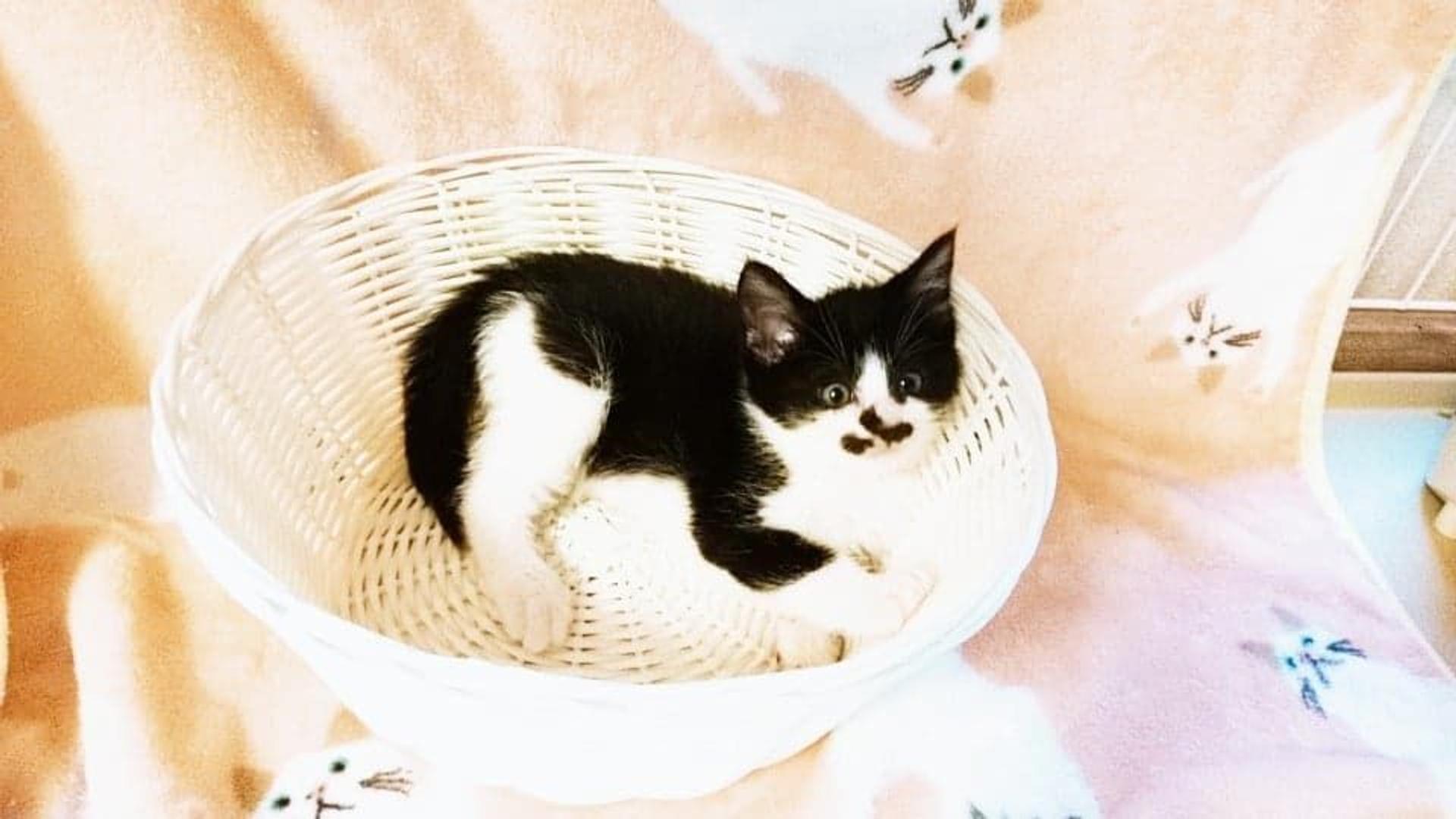 pet-image-3