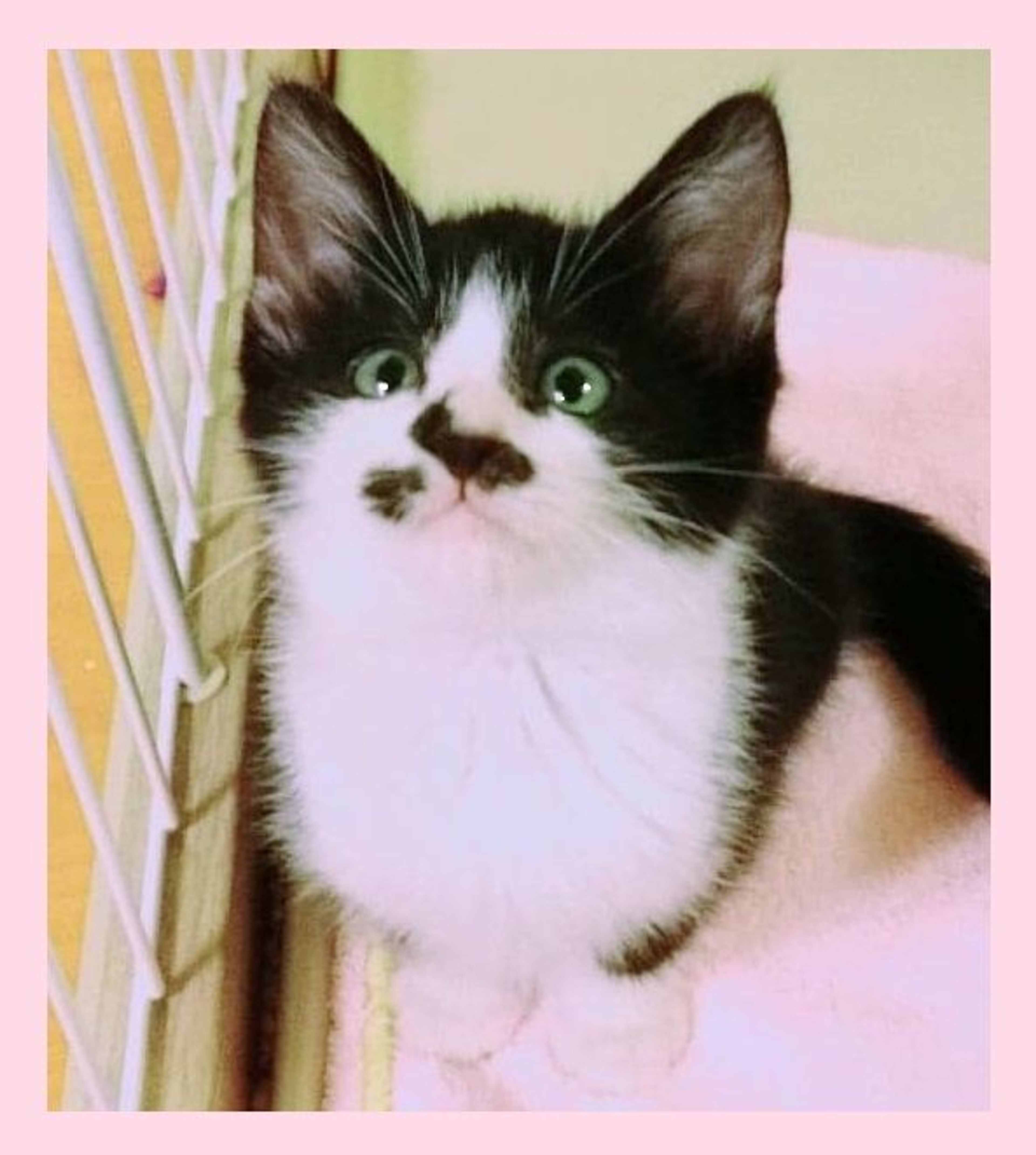 pet-image-4