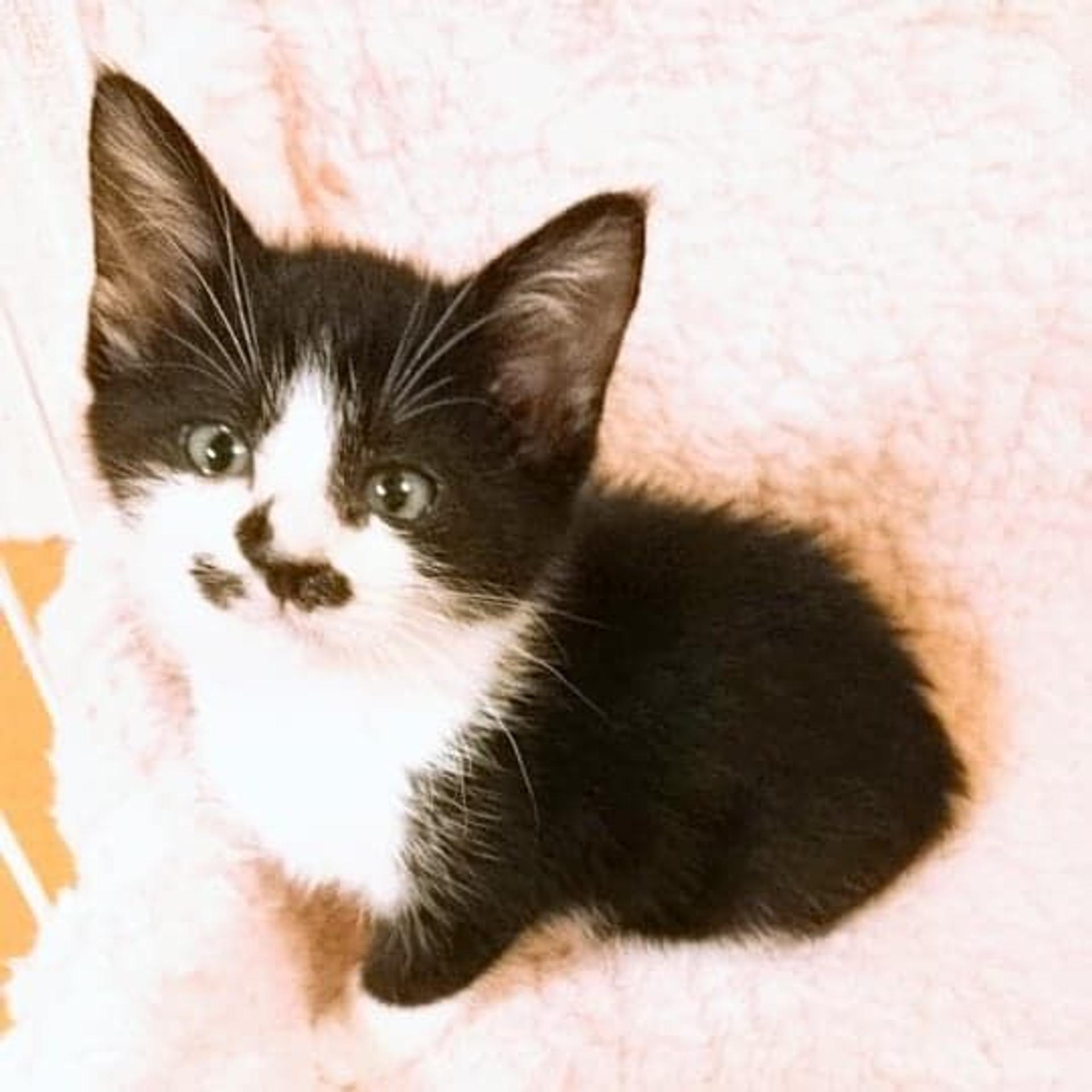 pet-image-5