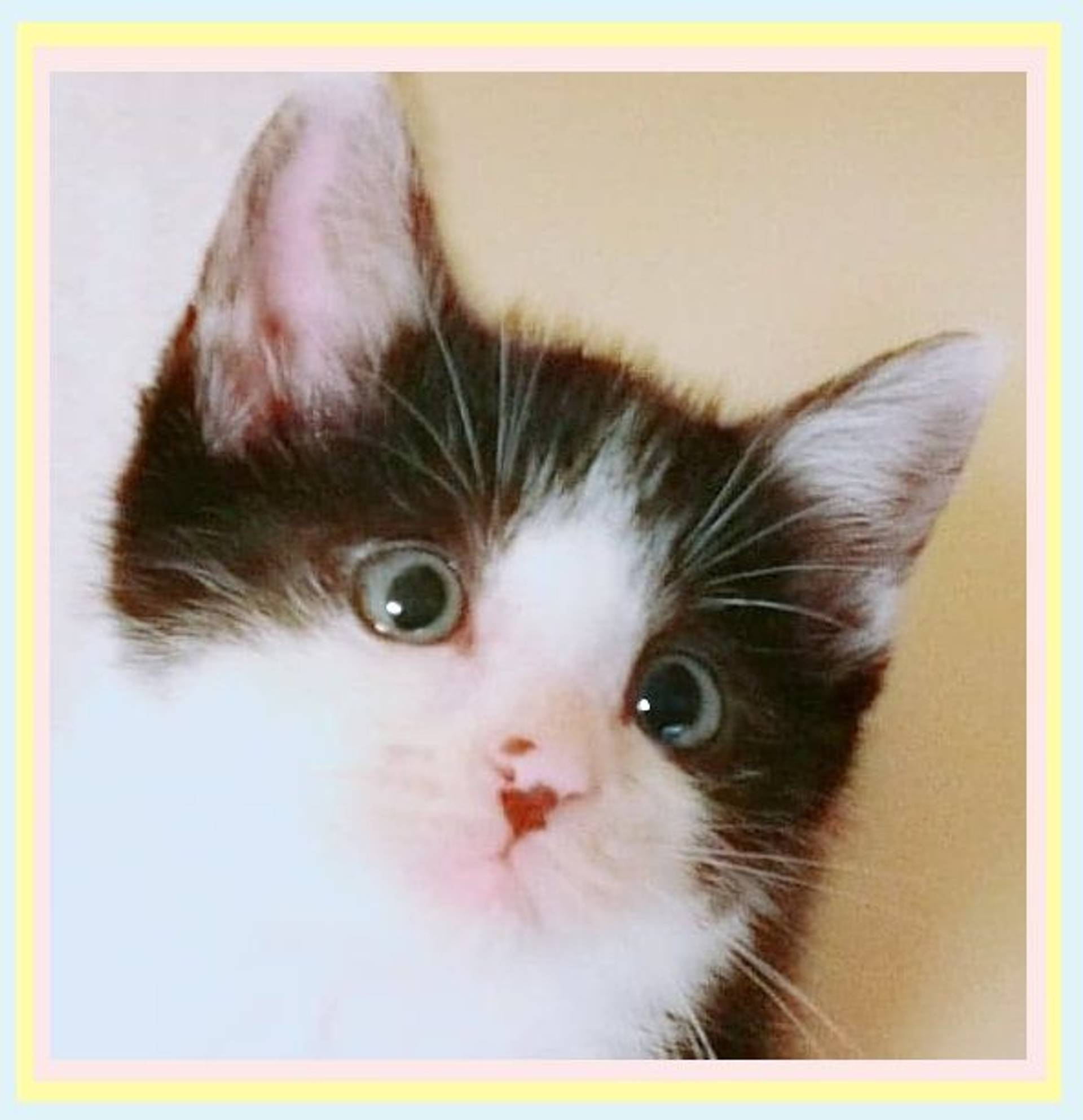 雑種（ミックス猫）・オスの里親募集の写真
