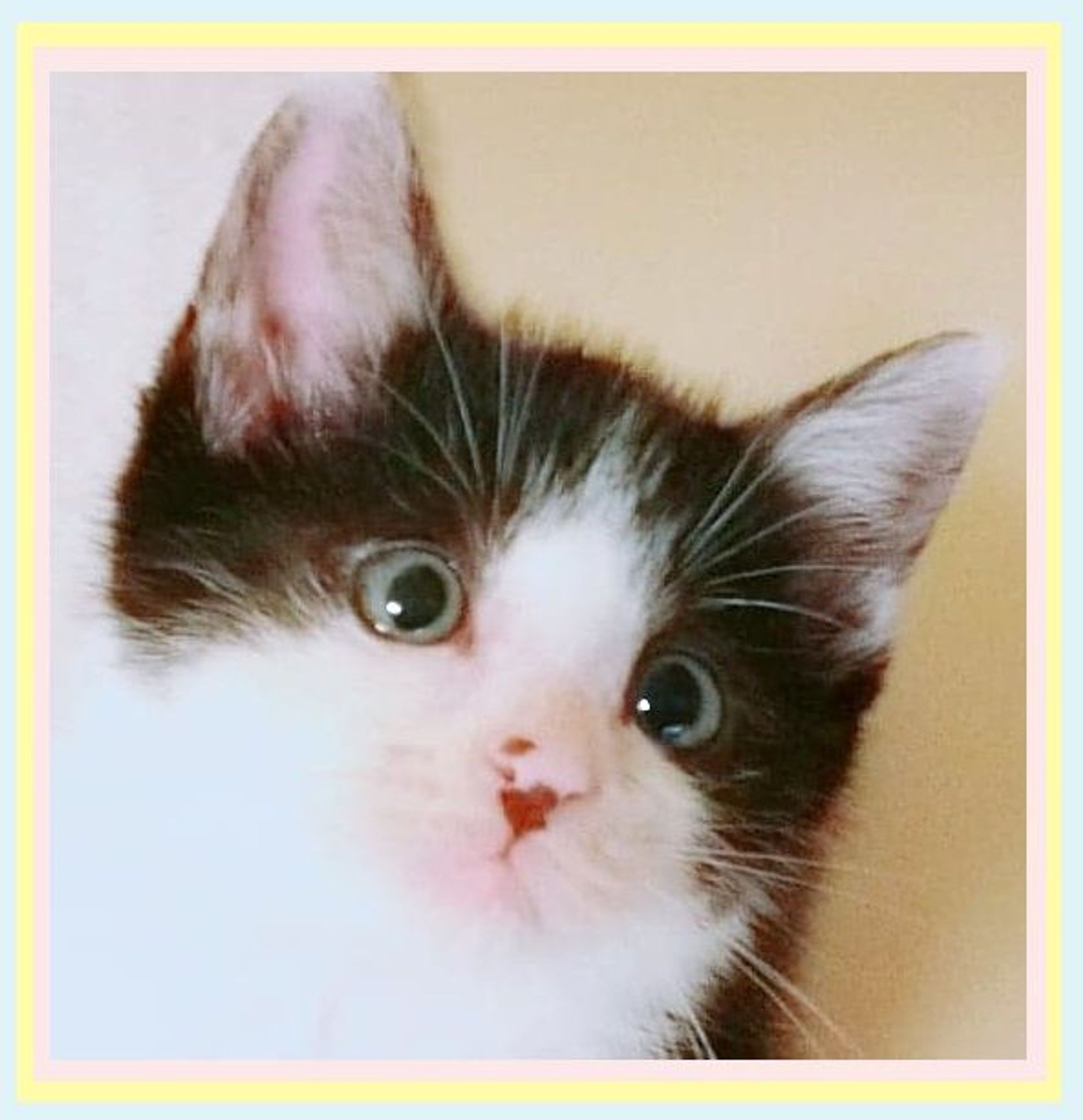 雑種（ミックス猫）・オスの里親募集の写真