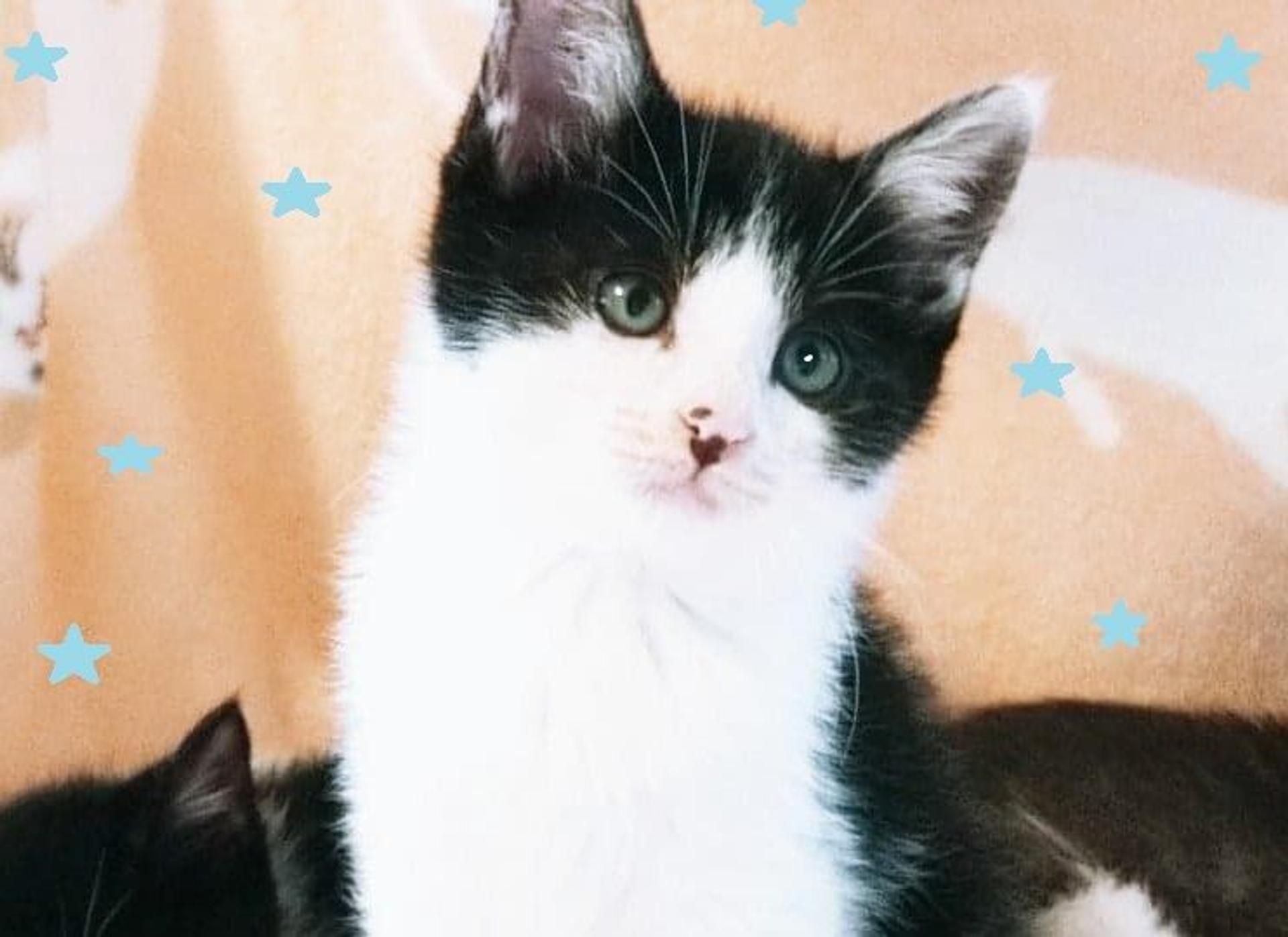 pet-image-2