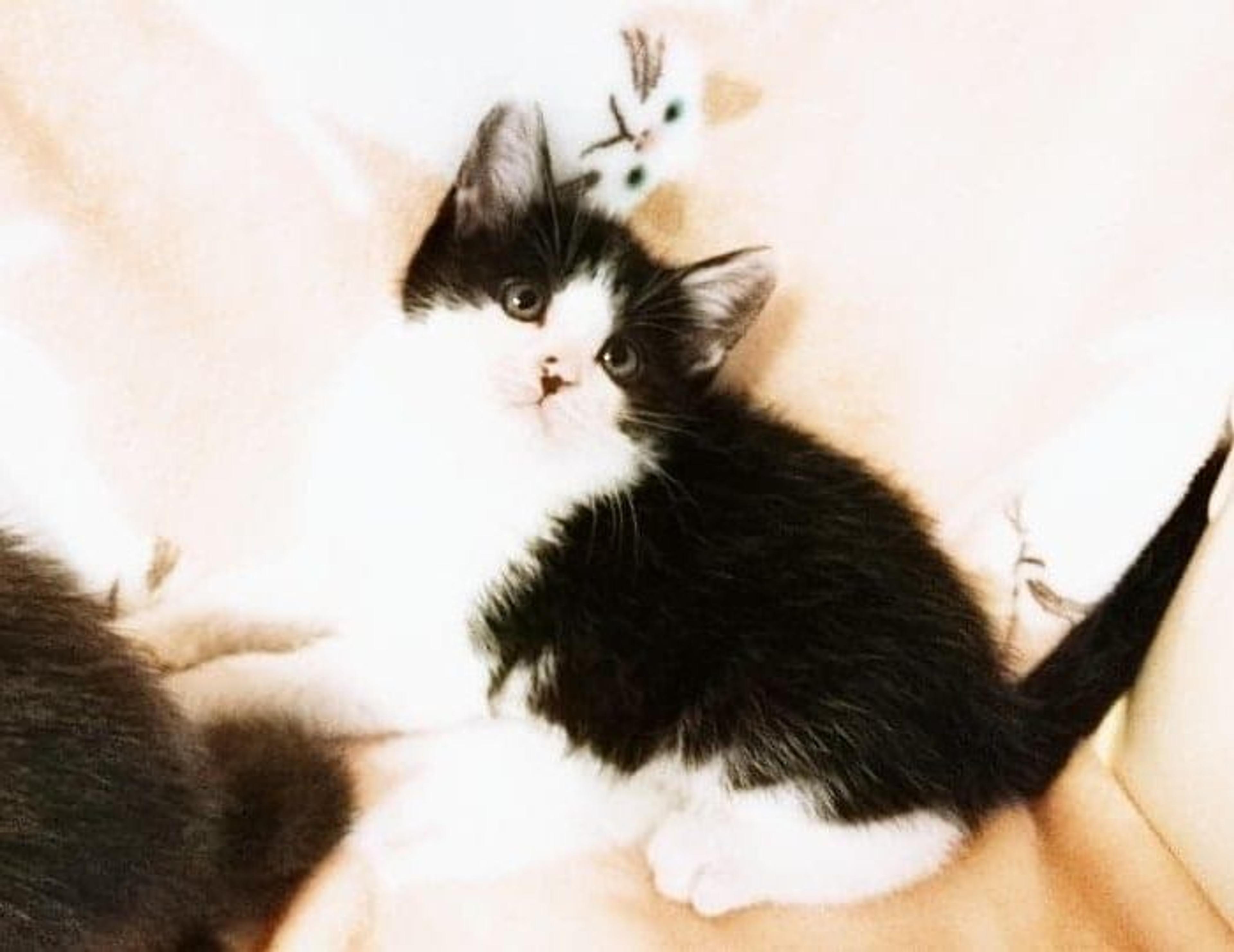 pet-image-3