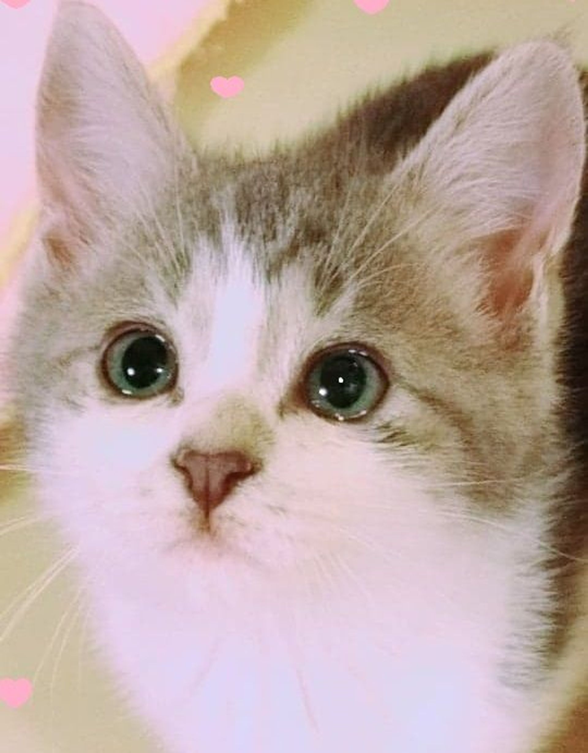 雑種（ミックス猫）・メスの里親募集の写真