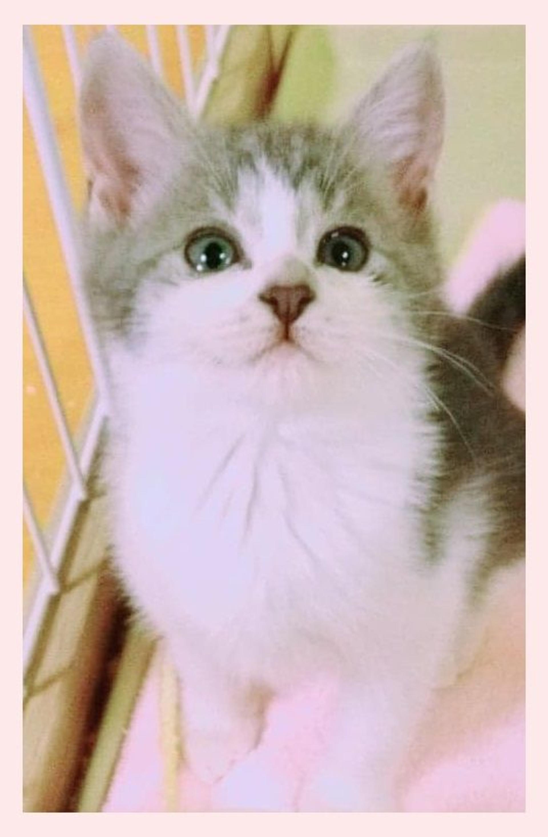 pet-image-3