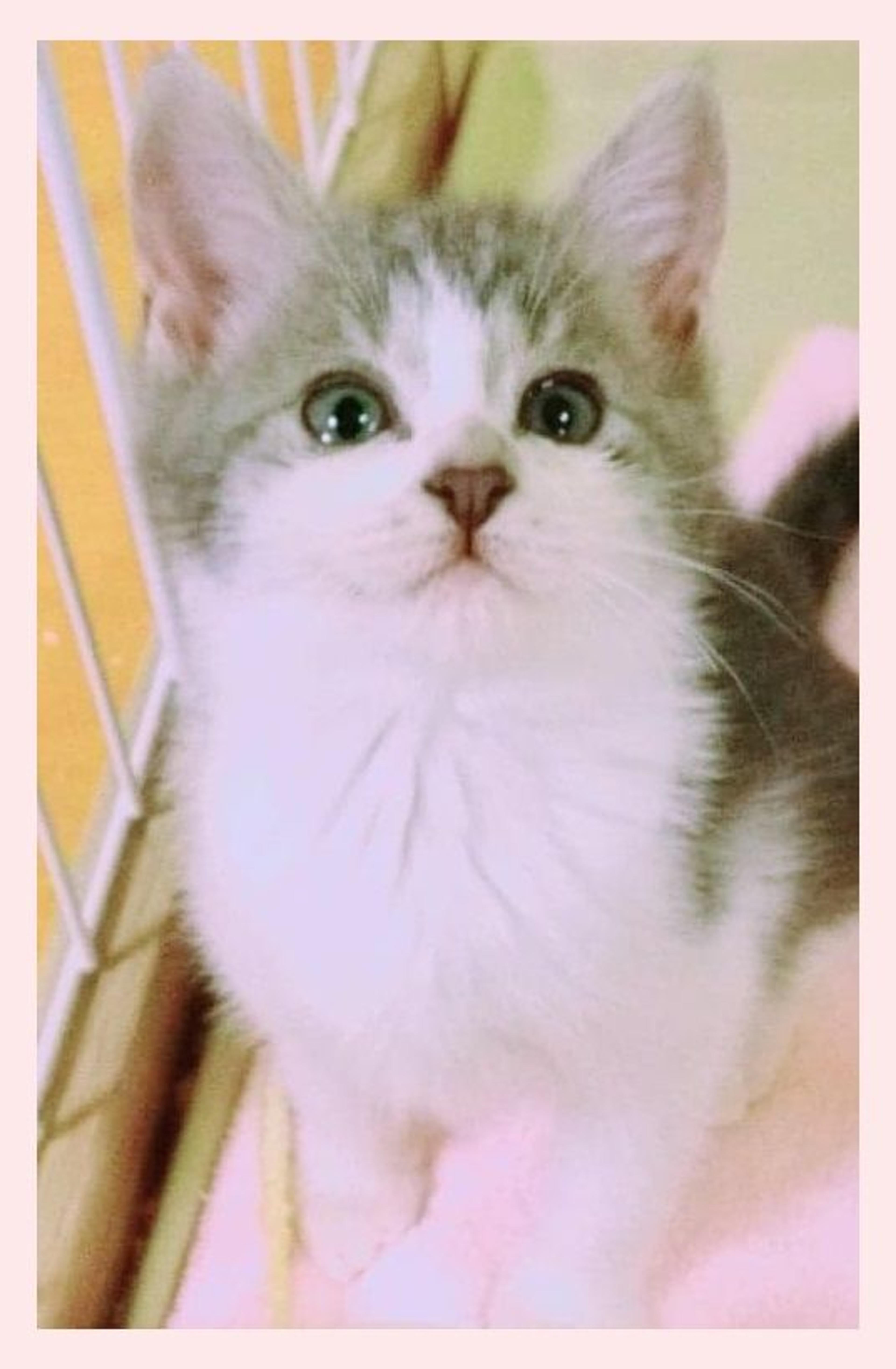 pet-image-3
