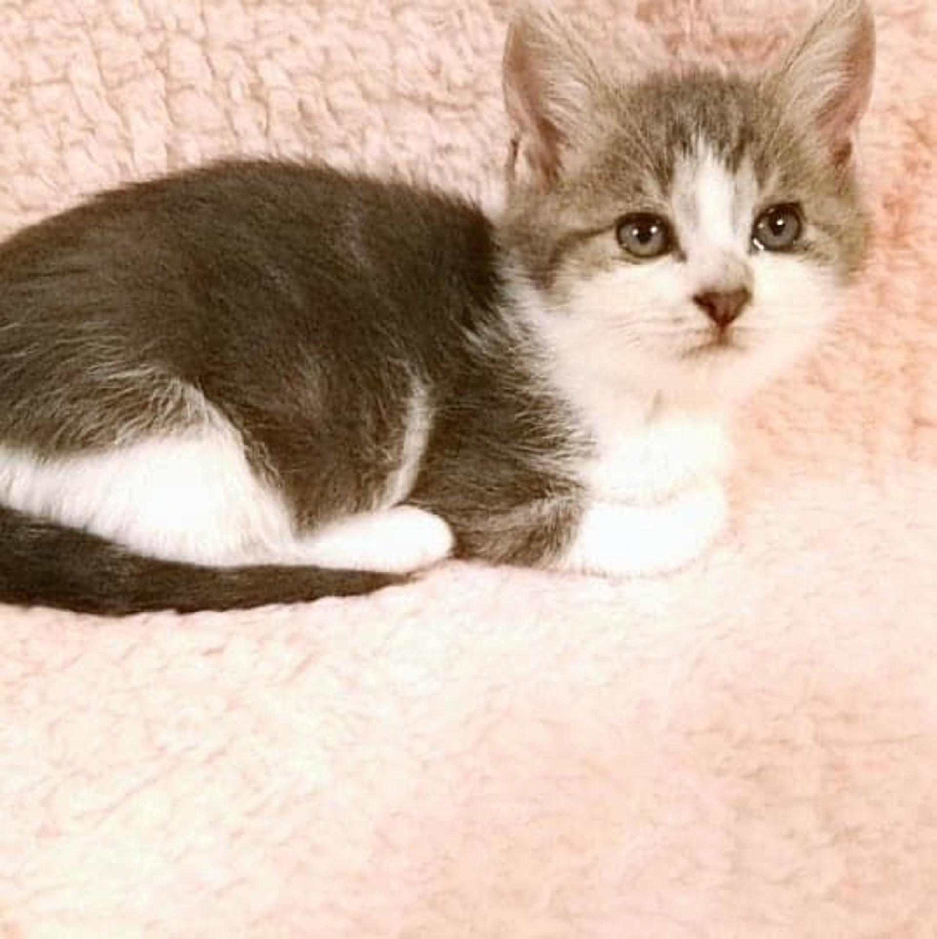 pet-image-4