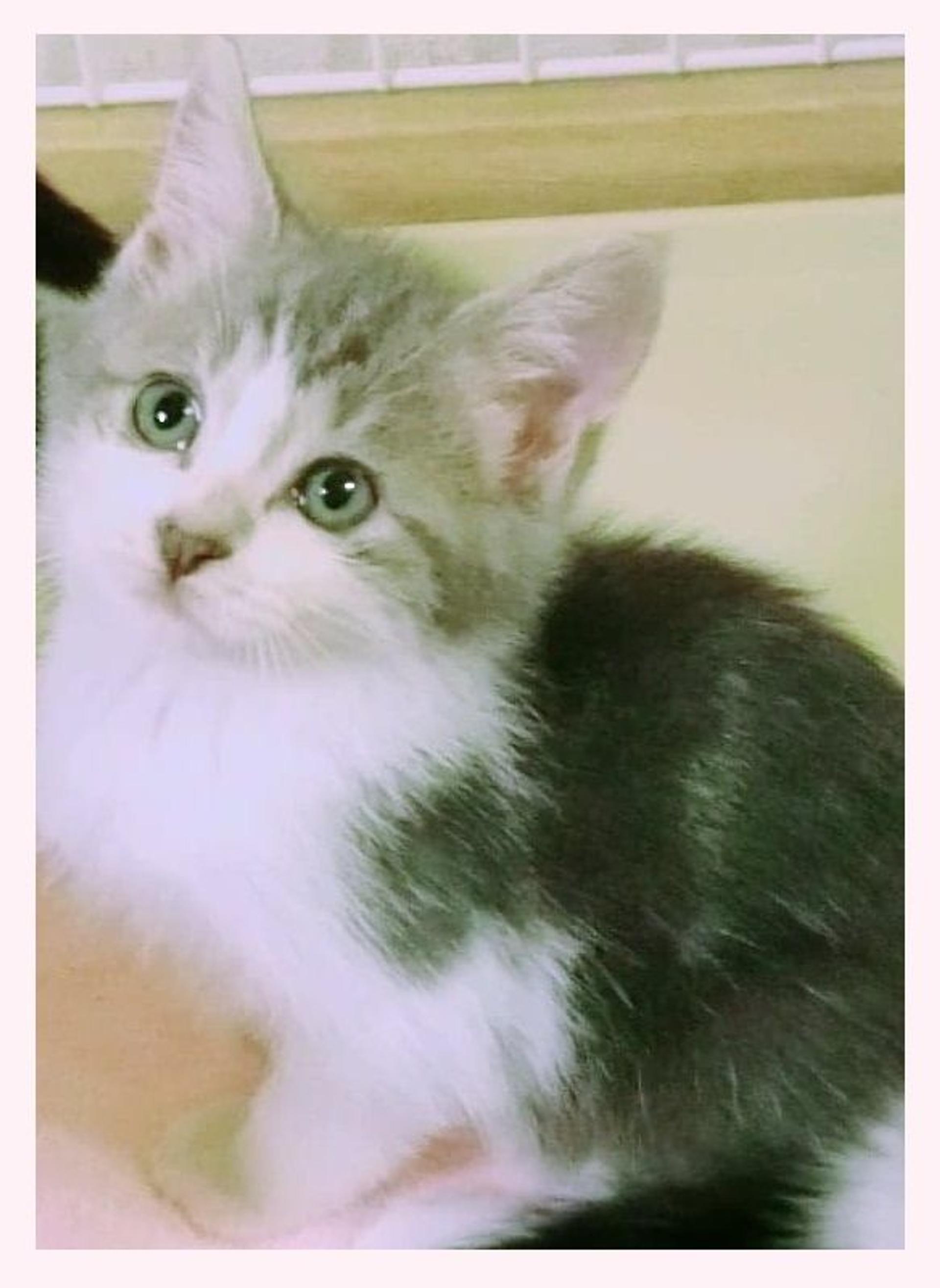 pet-image-5
