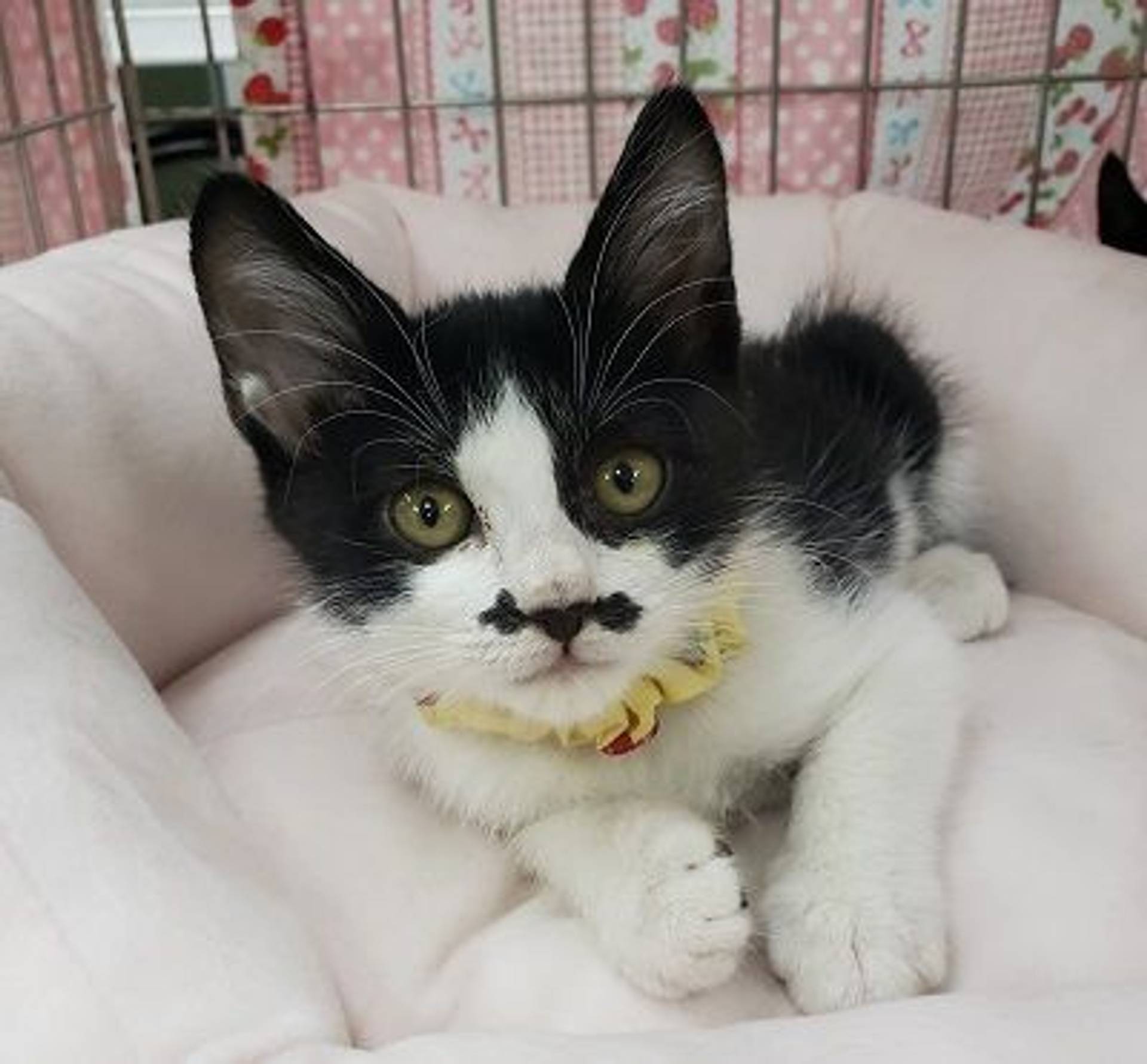 雑種（ミックス猫）・メスの里親募集の写真