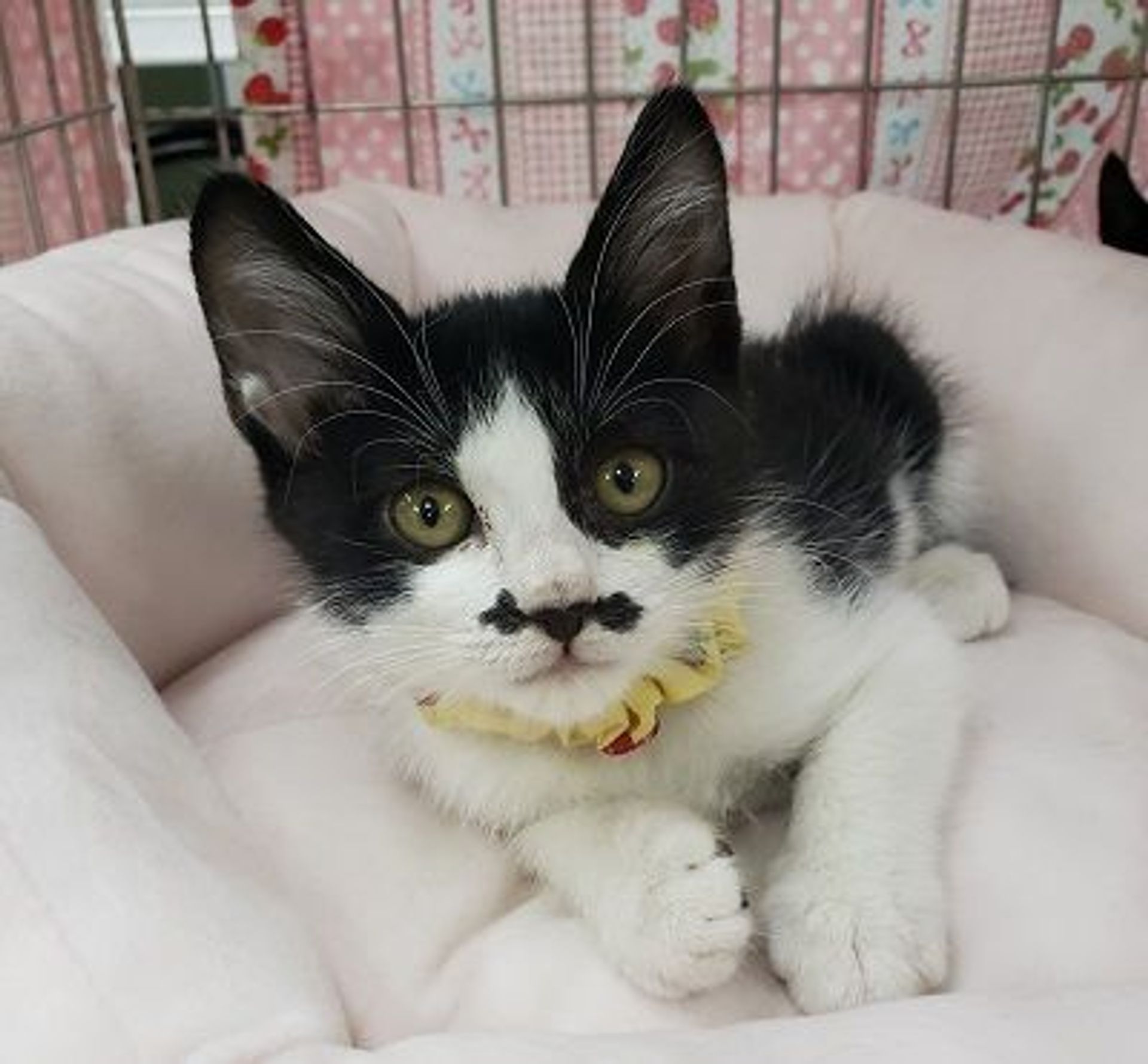 雑種（ミックス猫）・メスの里親募集の写真
