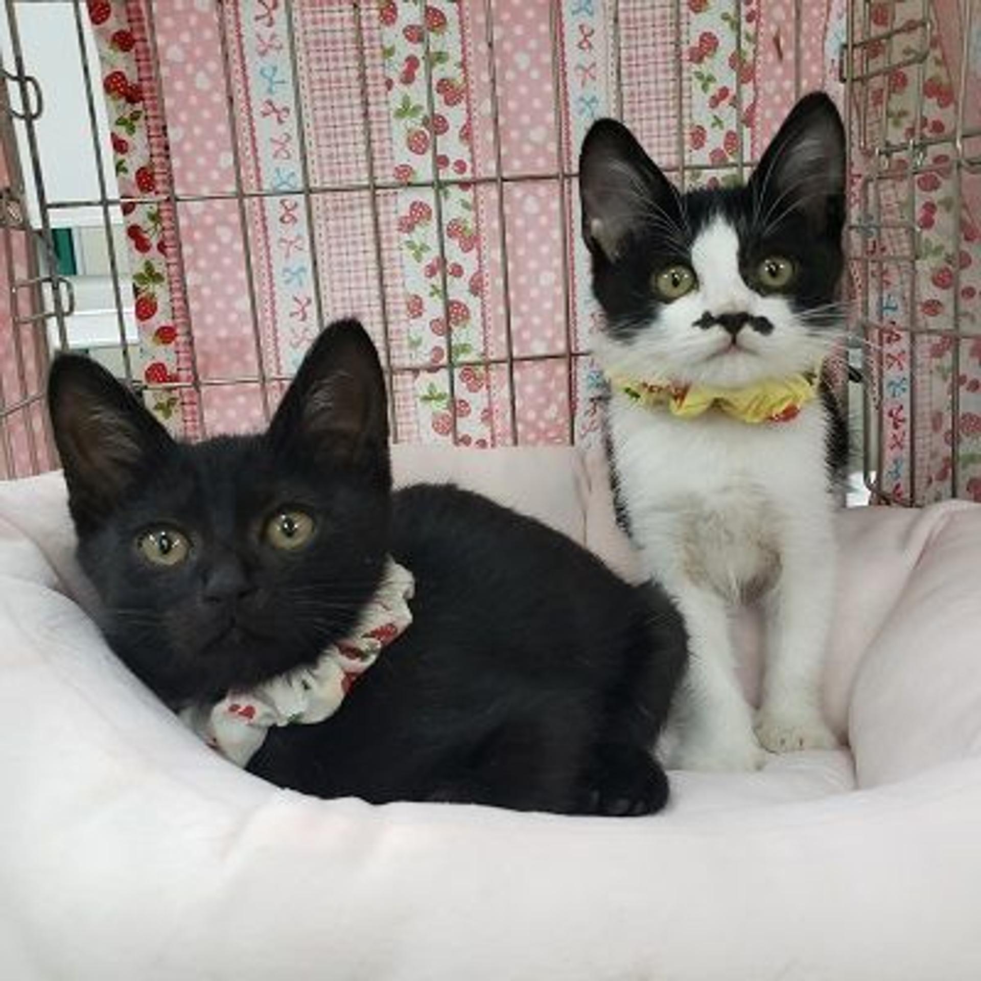 pet-image-3