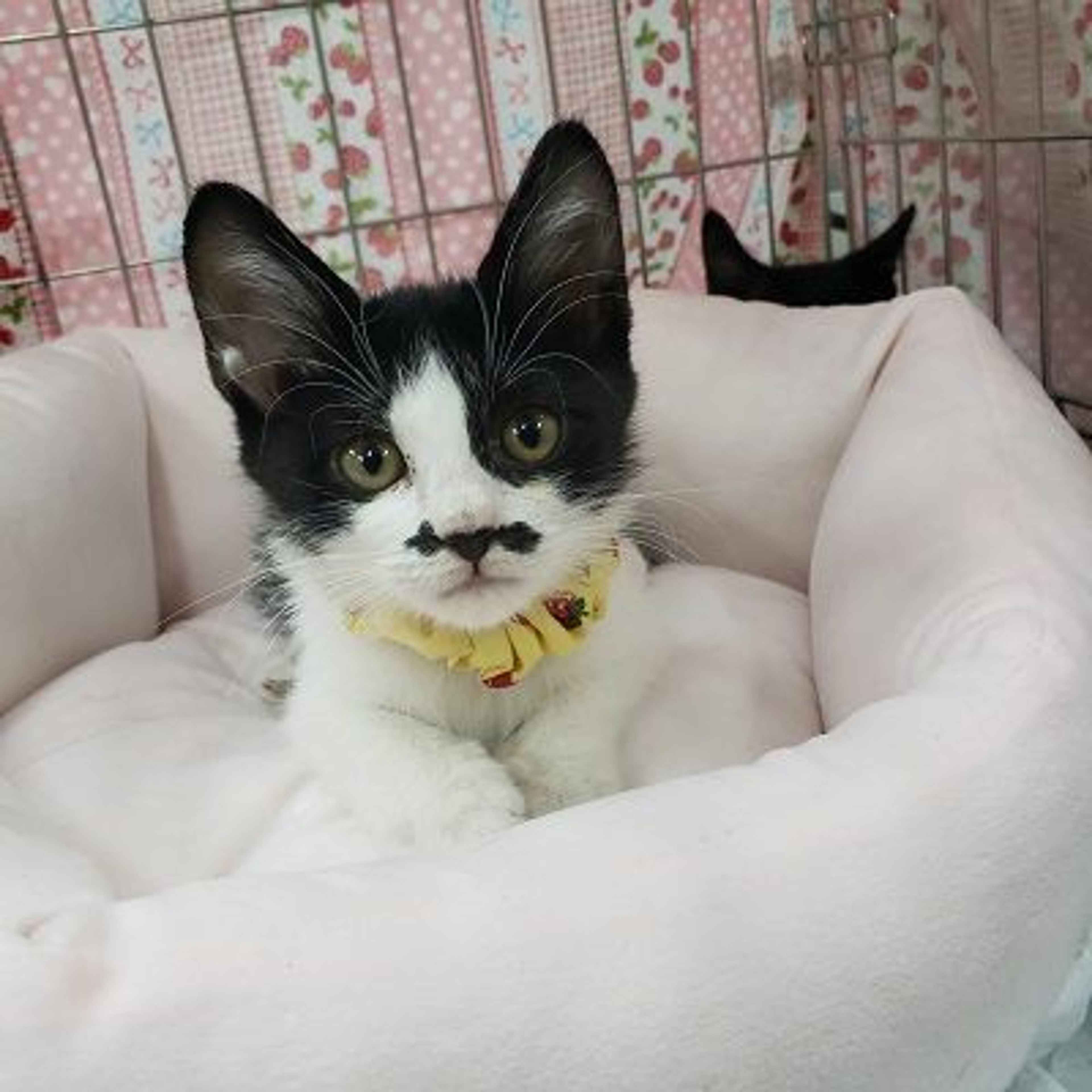 pet-image-4