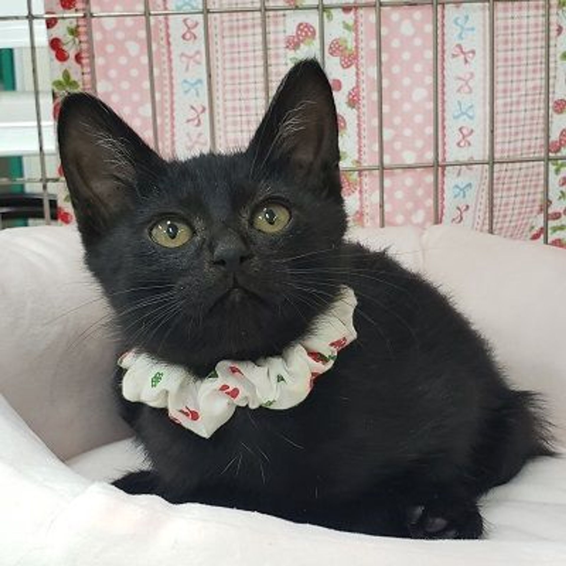 雑種（ミックス猫）・オスの里親募集の写真