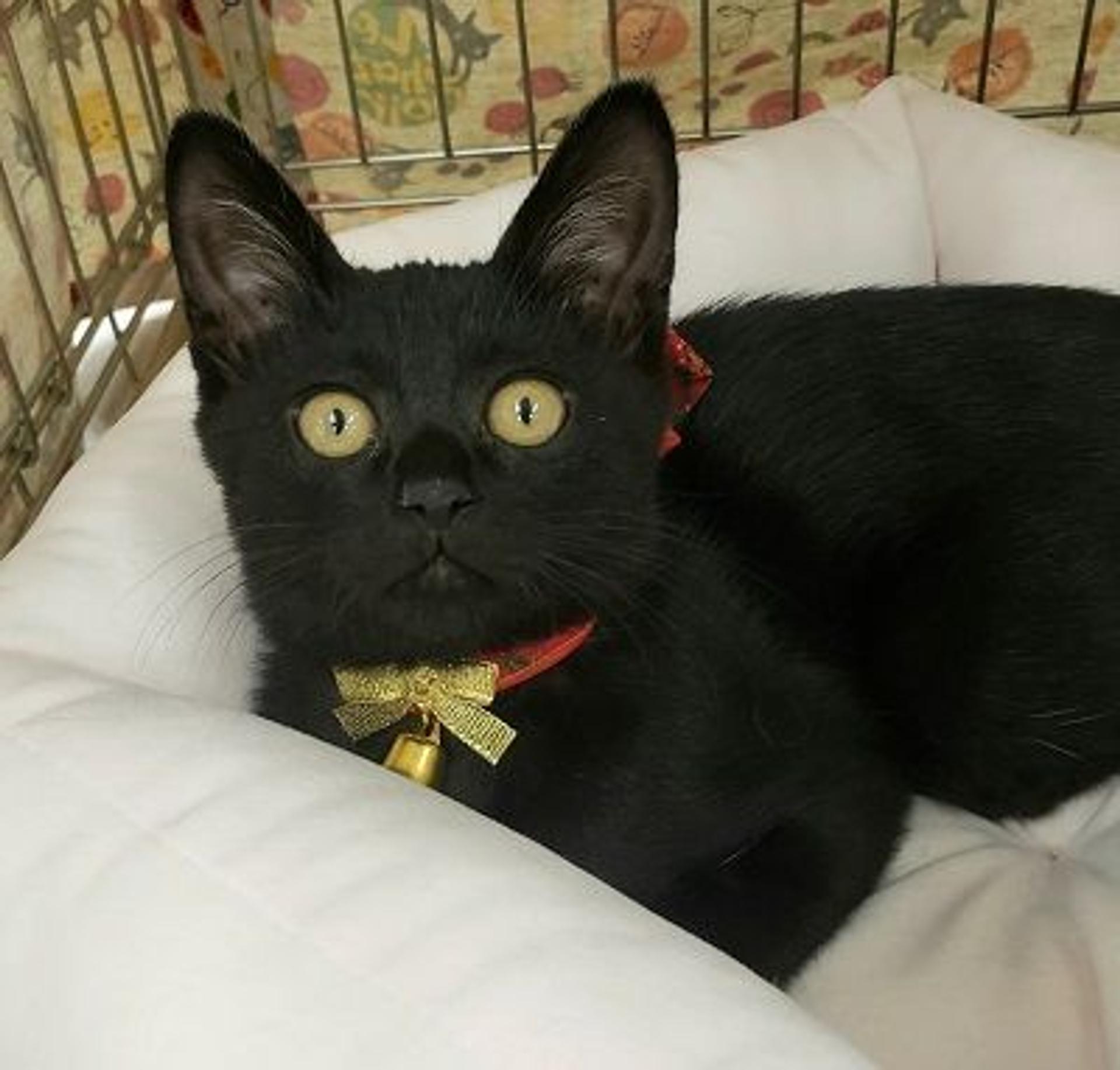 pet-image-2