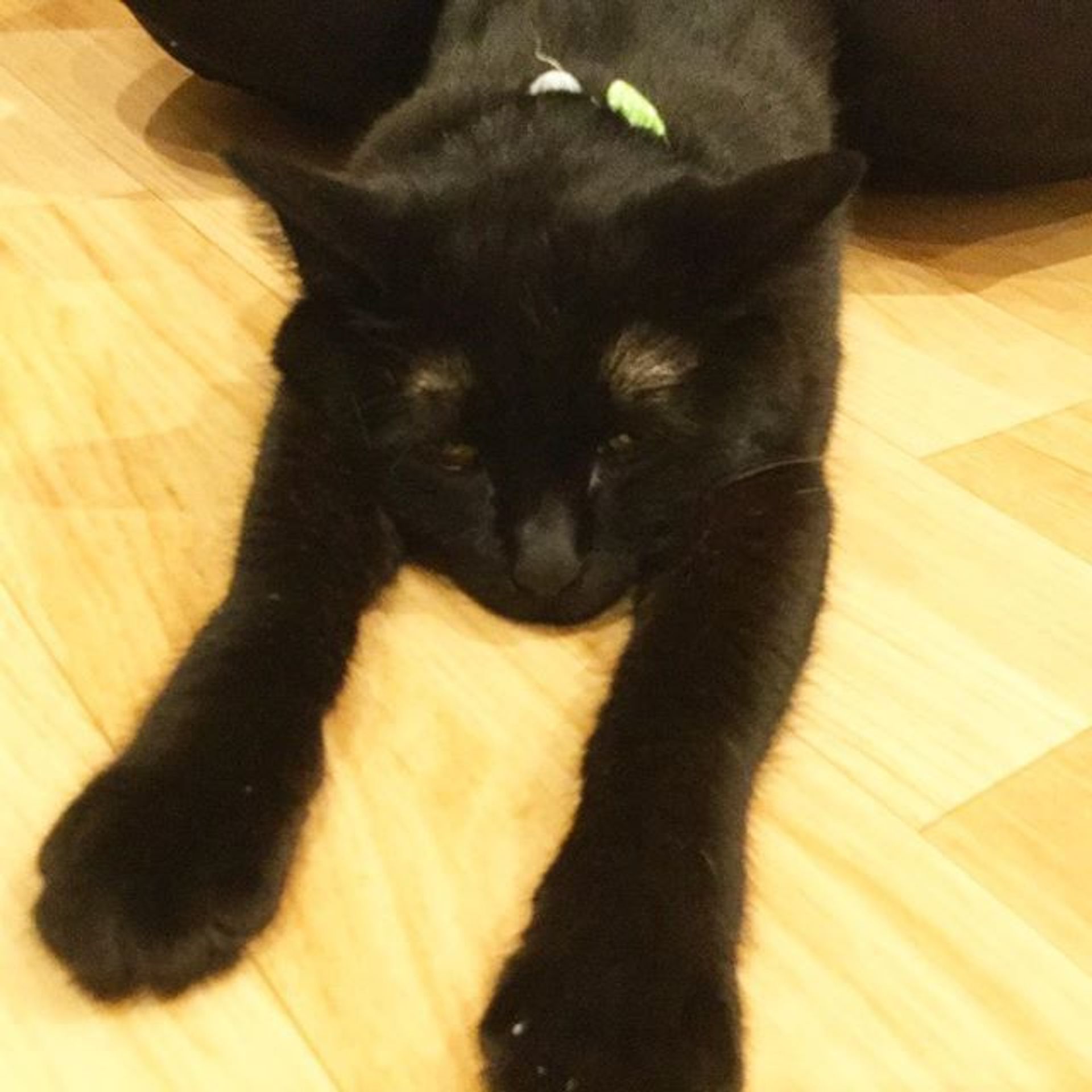 雑種（ミックス猫）・メスの里親募集の写真