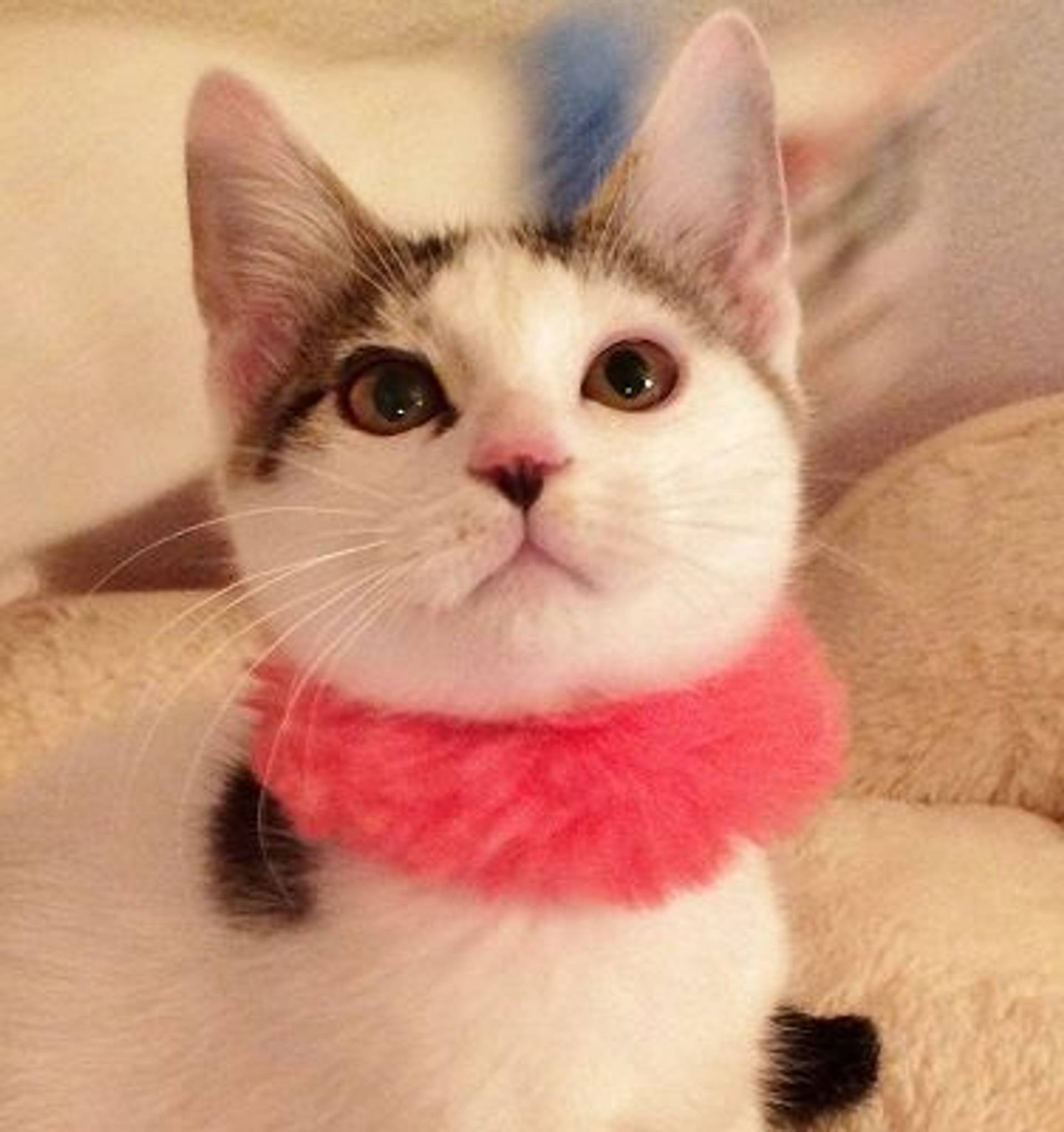 雑種（ミックス猫）・オスの里親募集の写真