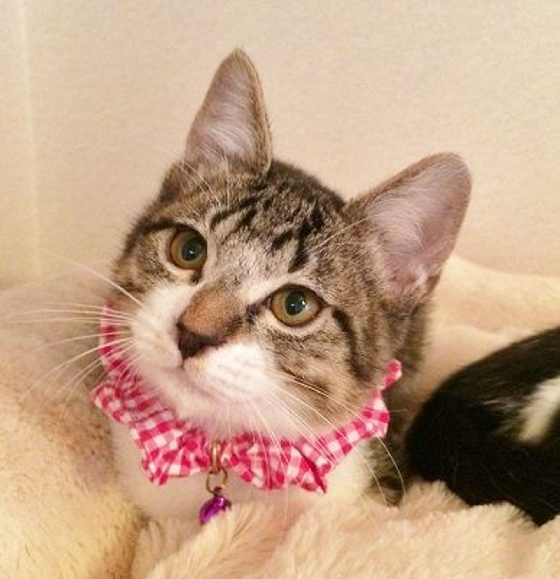 雑種（ミックス猫）・オスの里親募集の写真