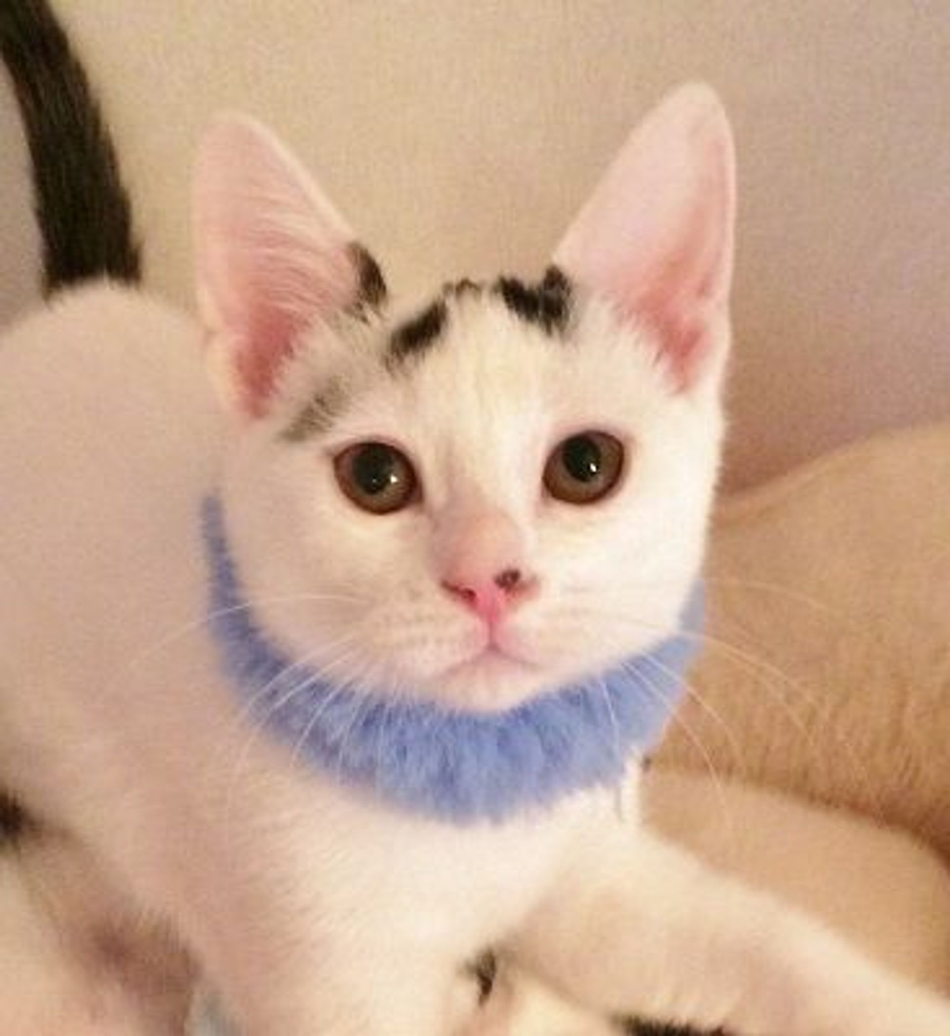 雑種（ミックス猫）・オスの里親募集の写真