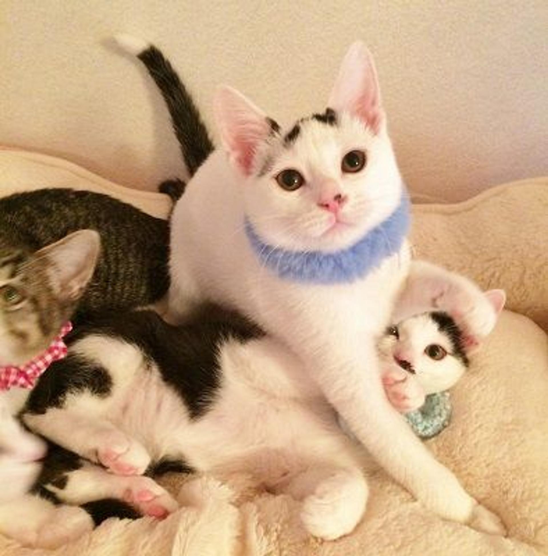 pet-image-2
