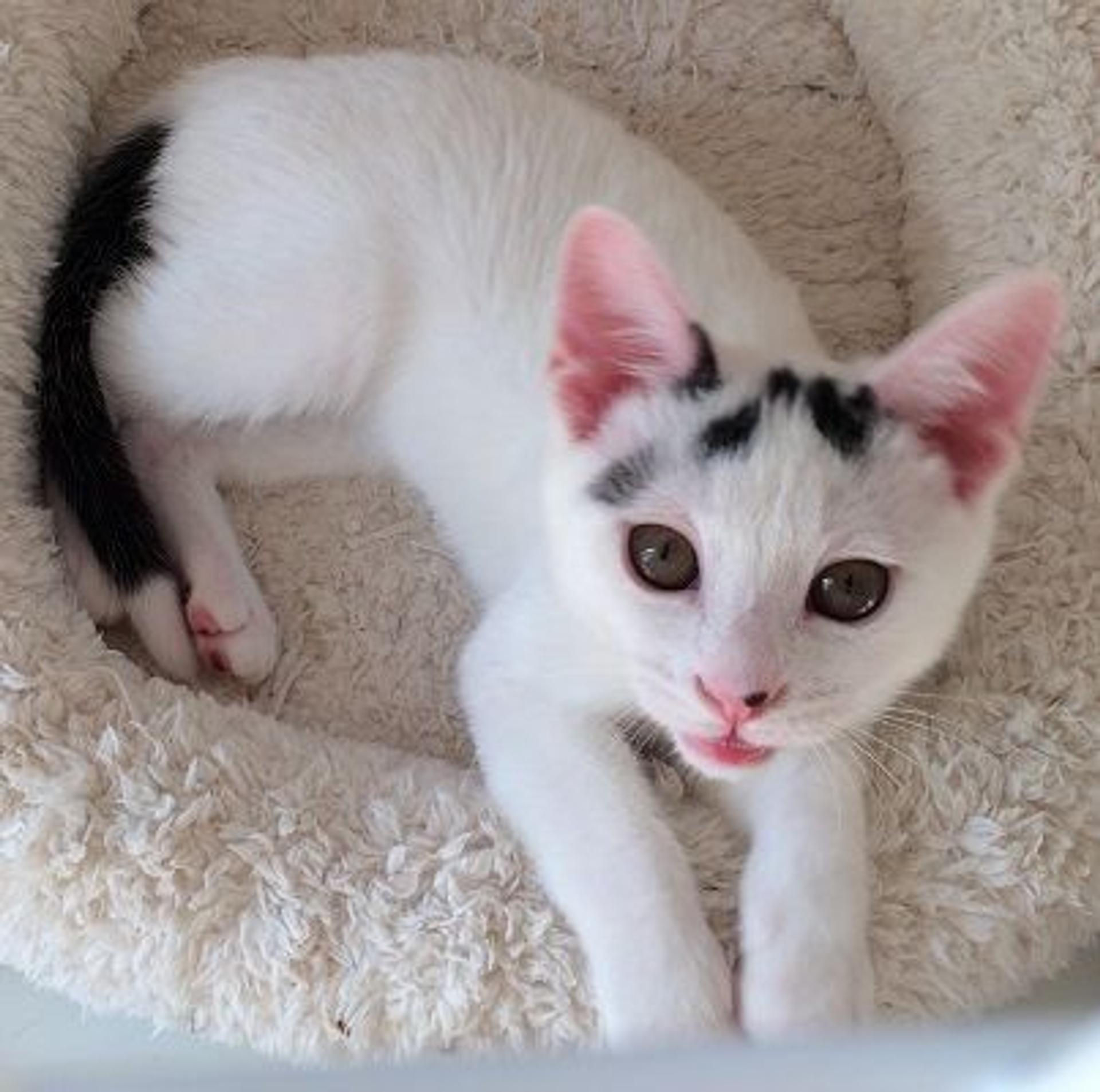 pet-image-3