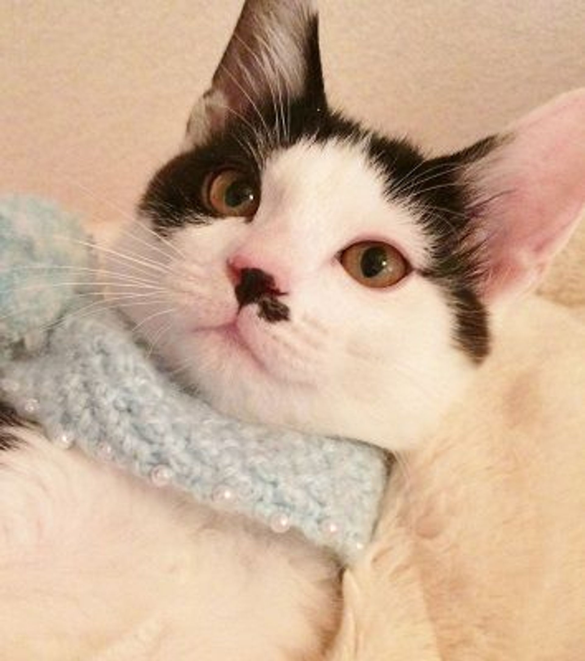 雑種（ミックス猫）・オスの里親募集の写真