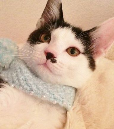 チッチの写真