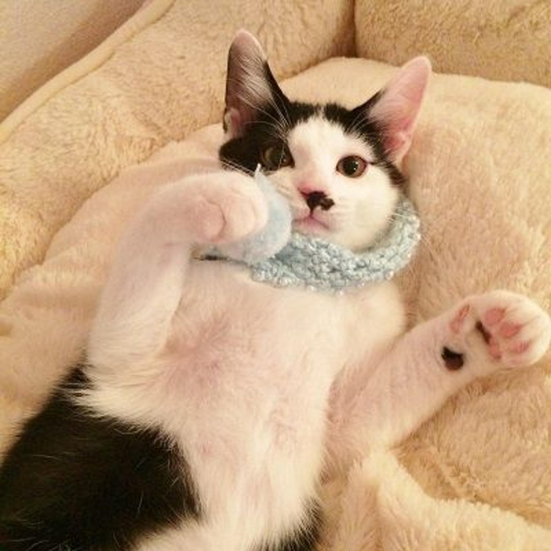 pet-image-3