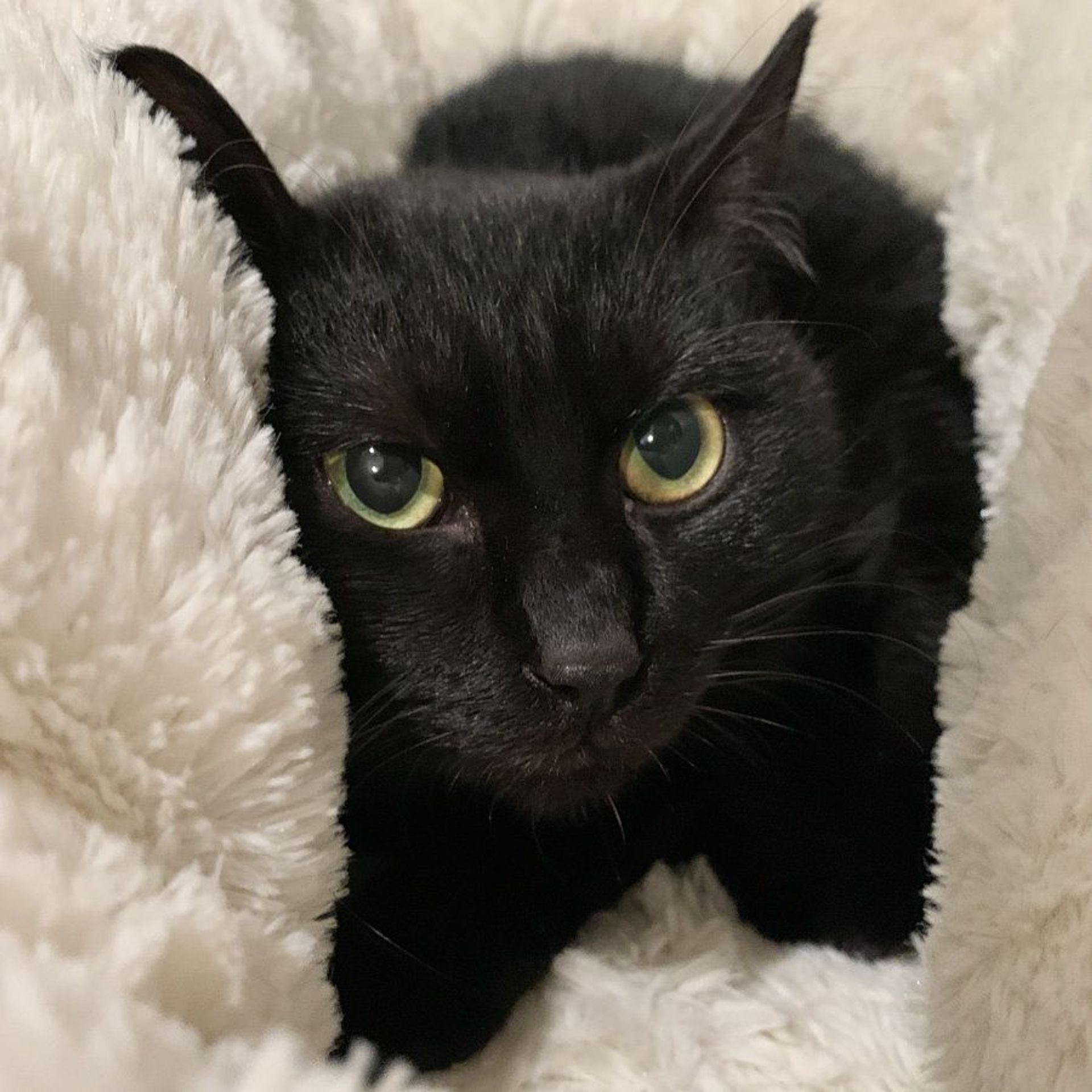 雑種（ミックス猫）・オスの里親募集の写真
