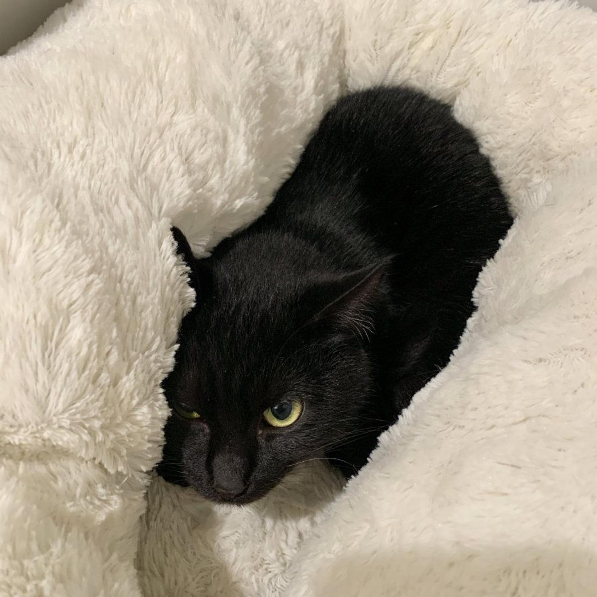 pet-image-3