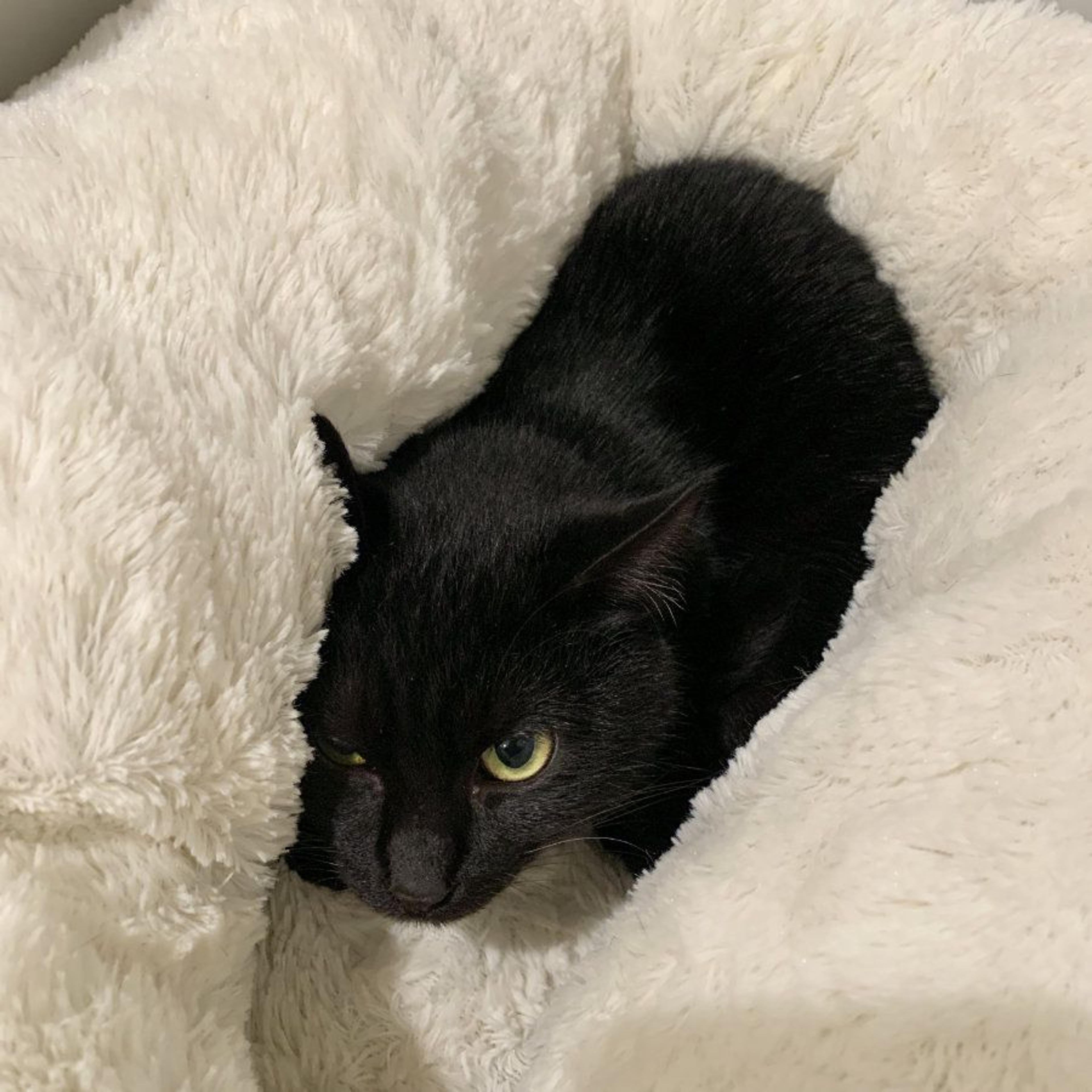 pet-image-3