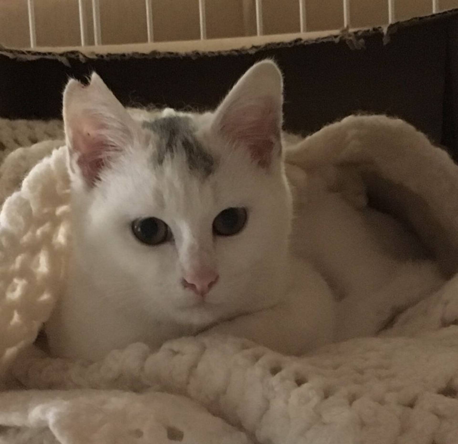 雑種（ミックス猫）・オスの里親募集の写真