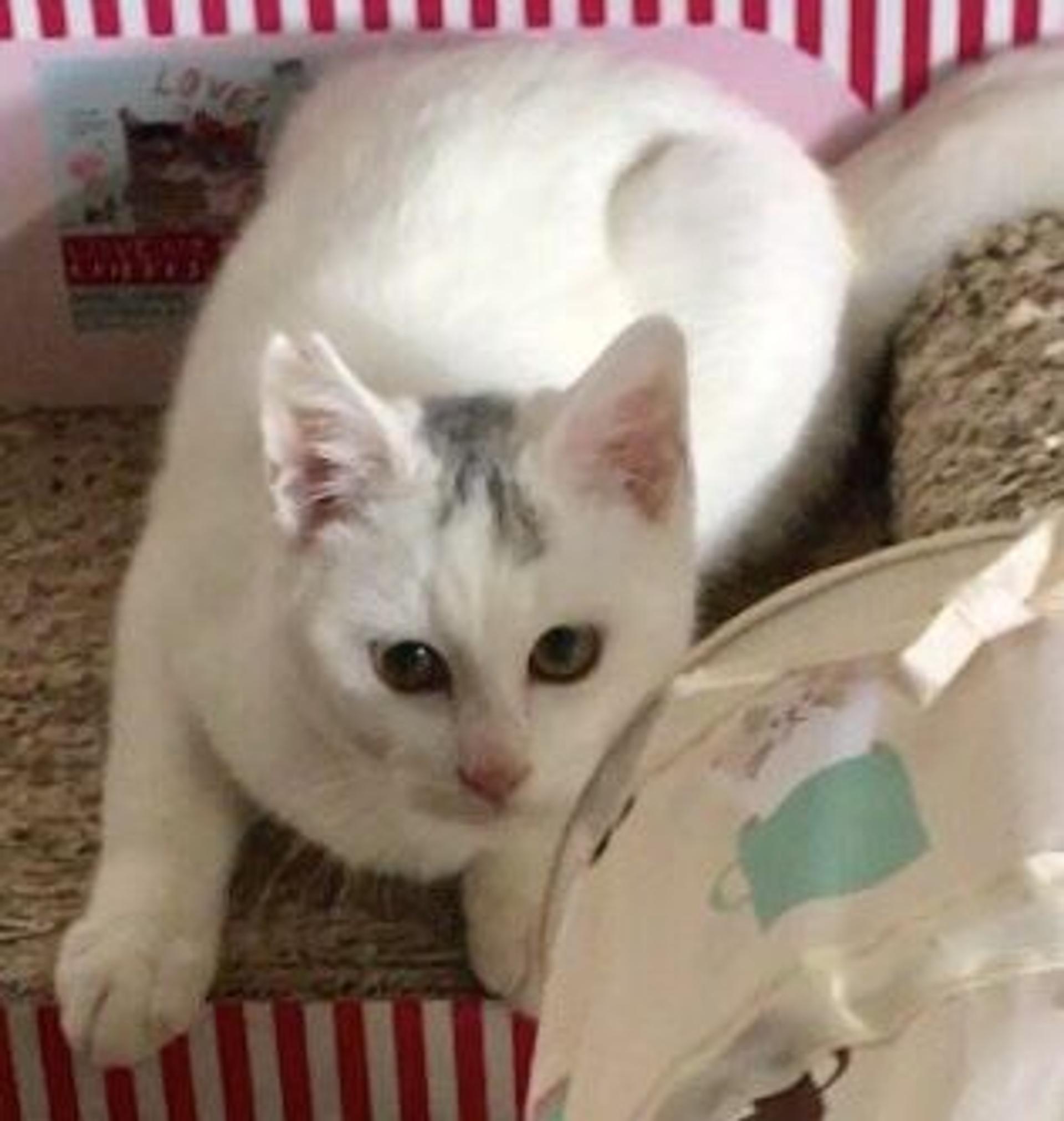 pet-image-3