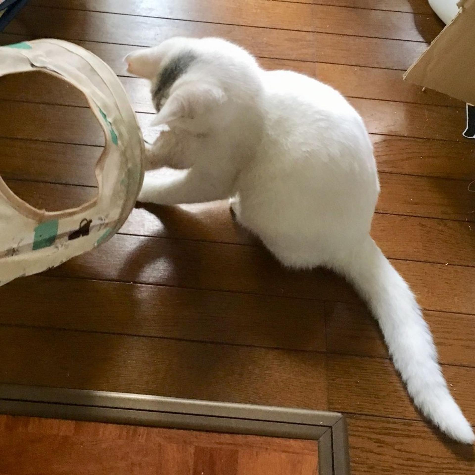 pet-image-5