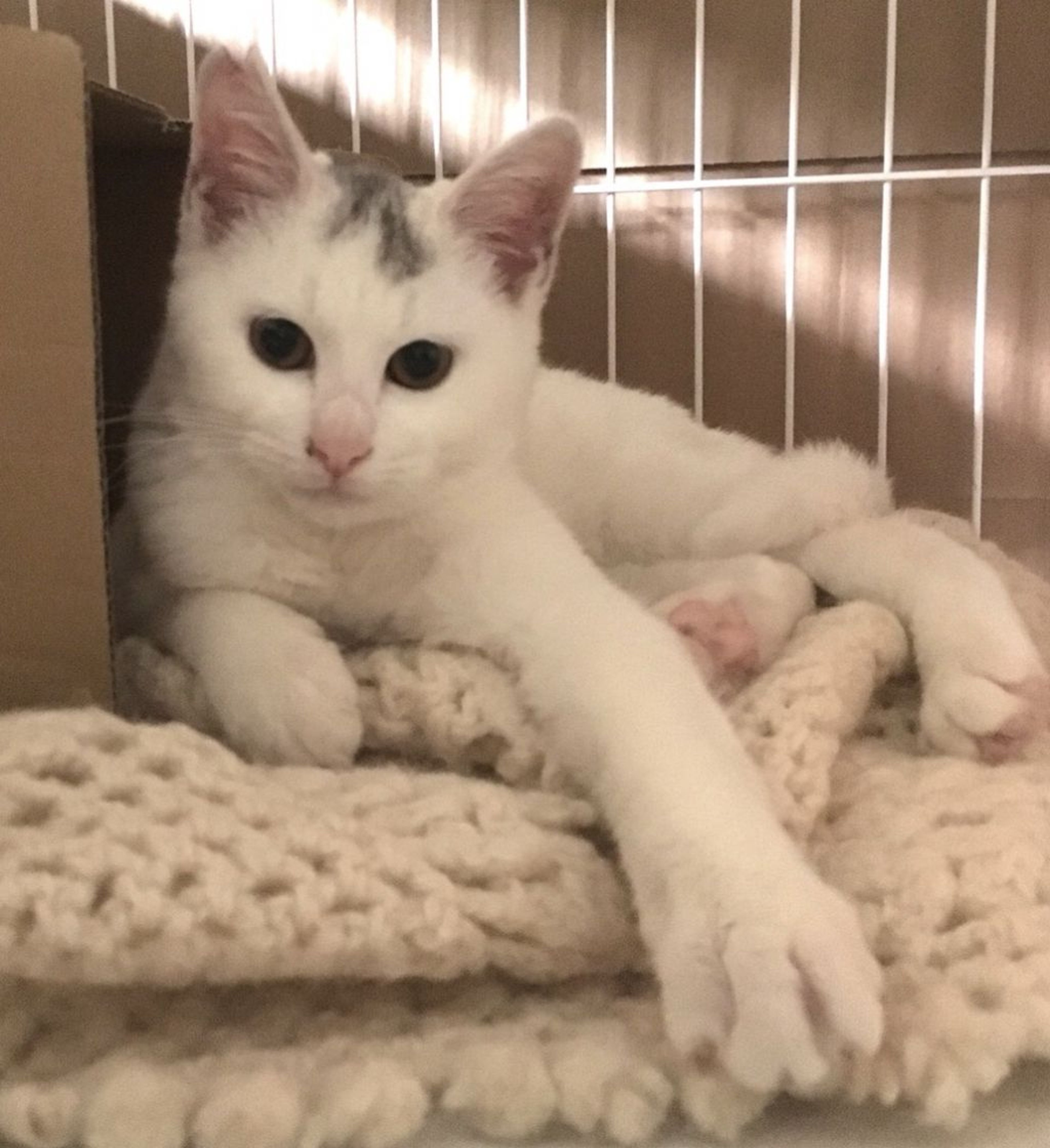 pet-image-7