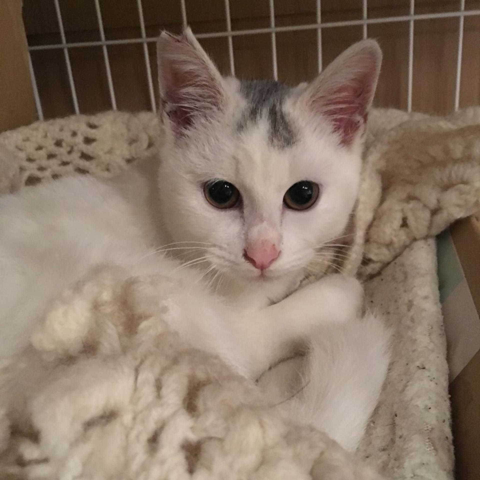 pet-image-8