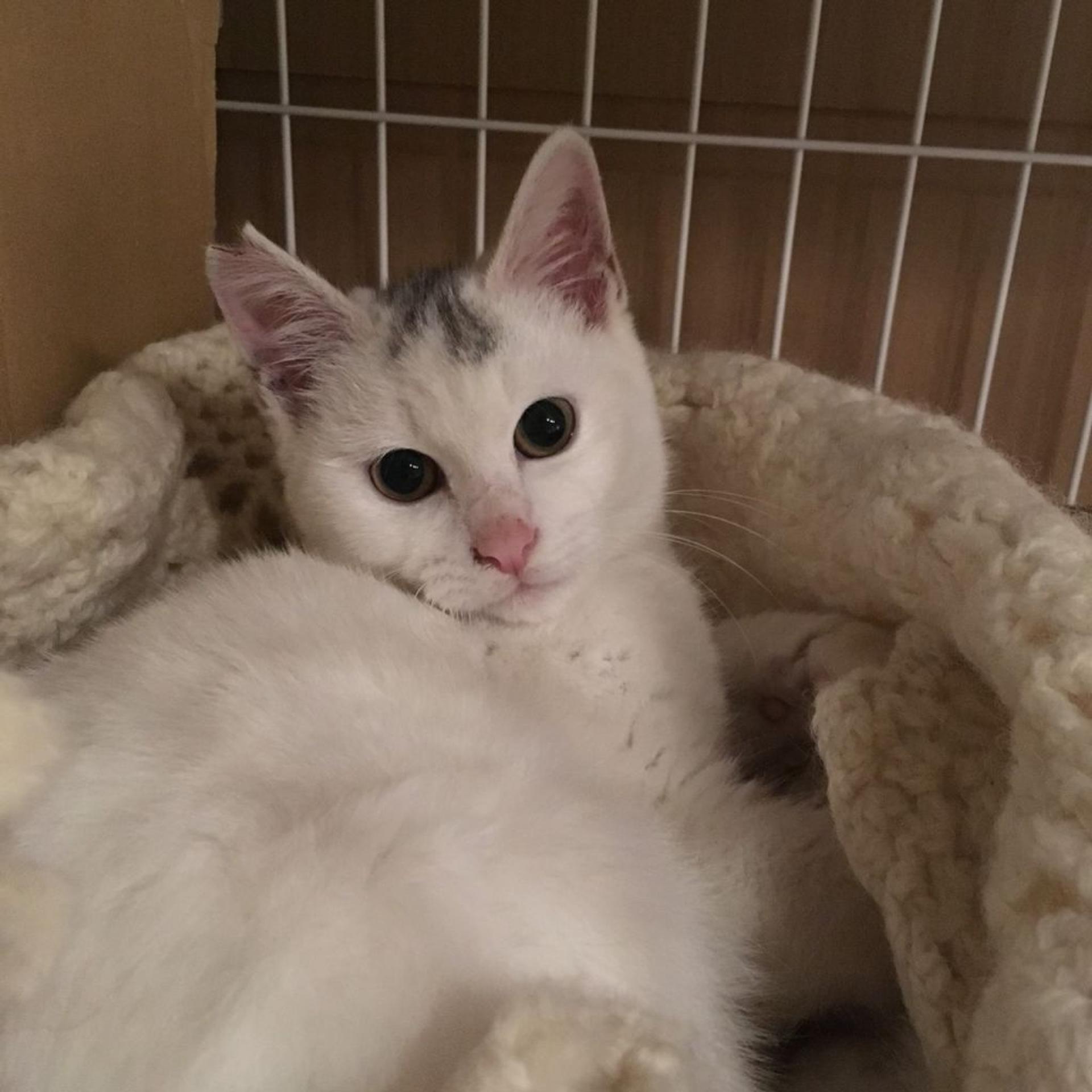 pet-image-9