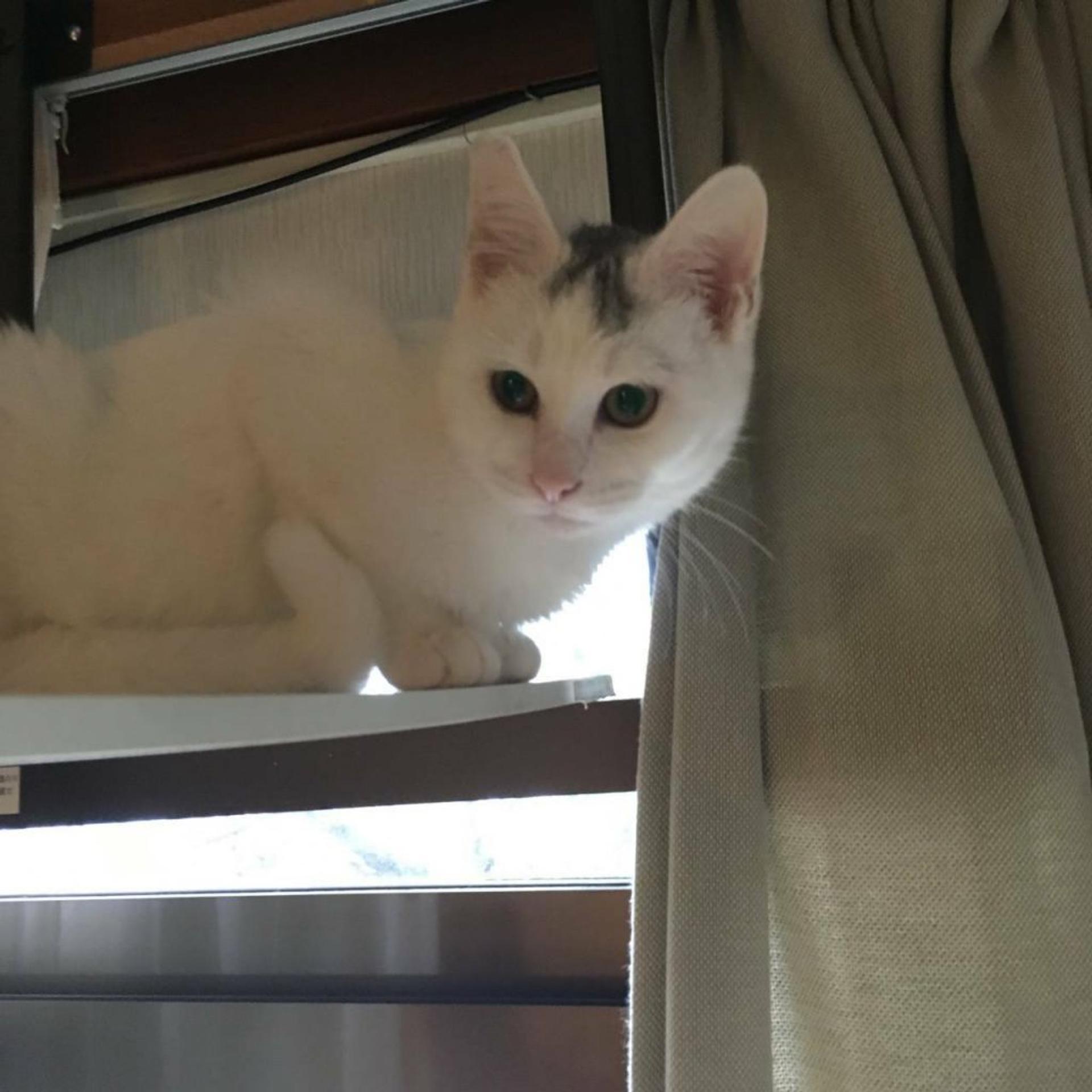 pet-image-4