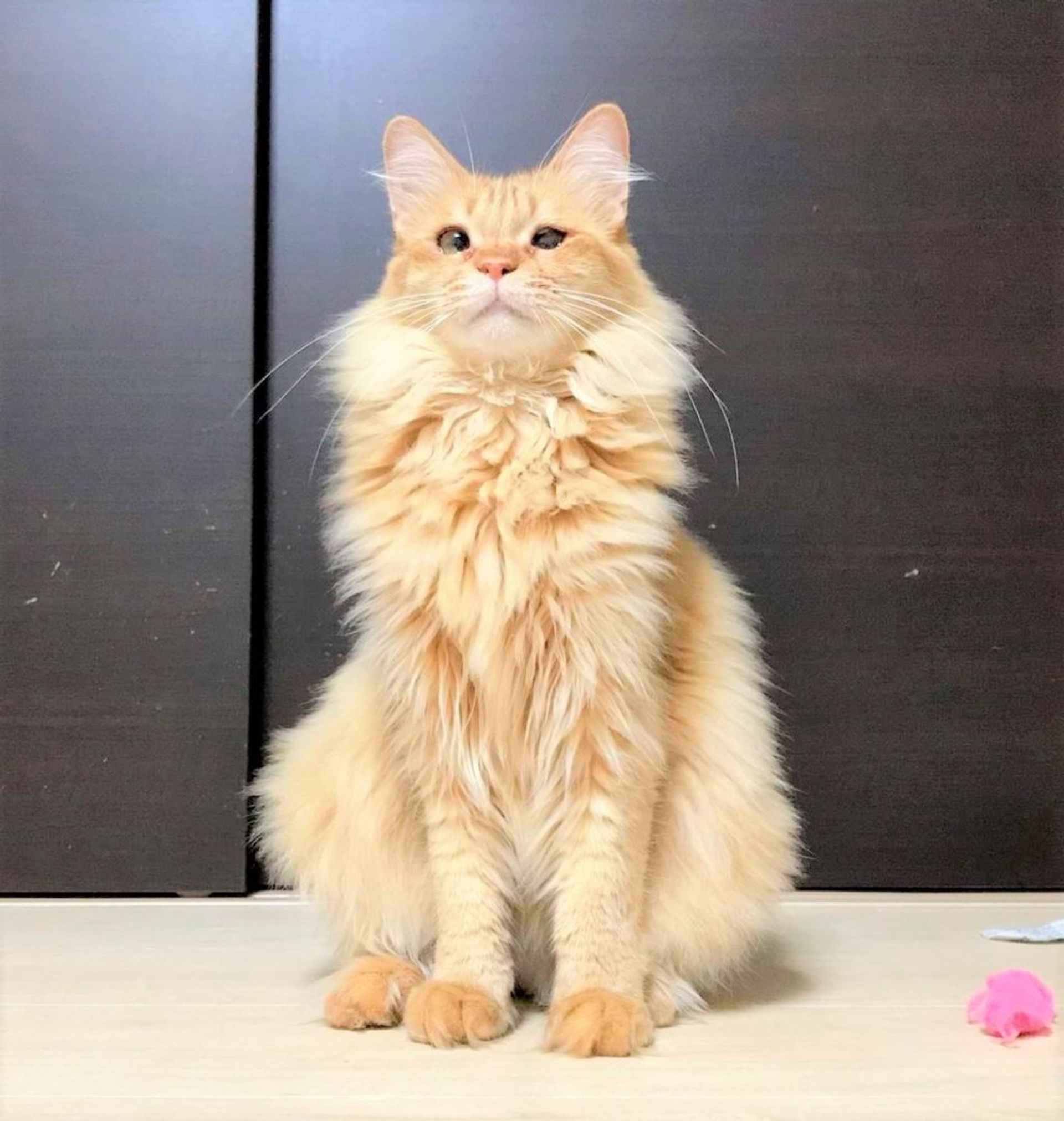 雑種（ミックス猫）・メスの里親募集の写真