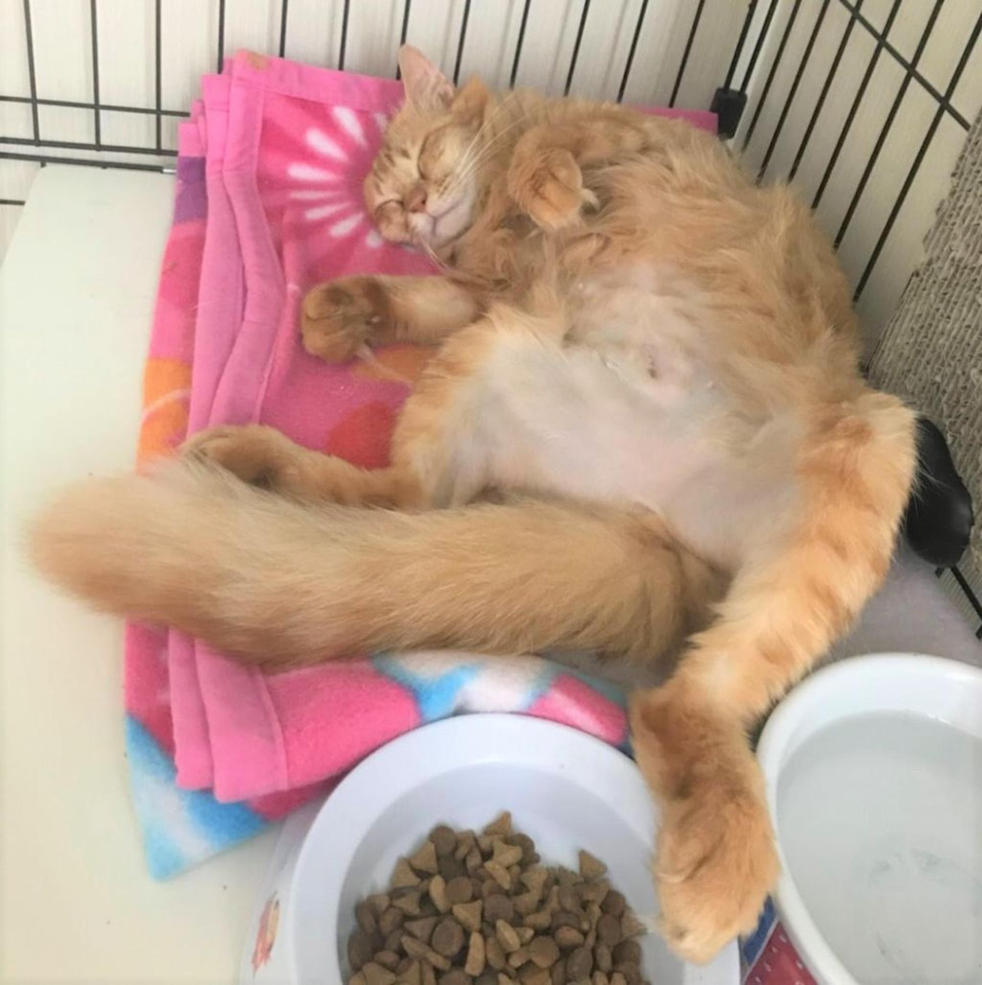 pet-image-2