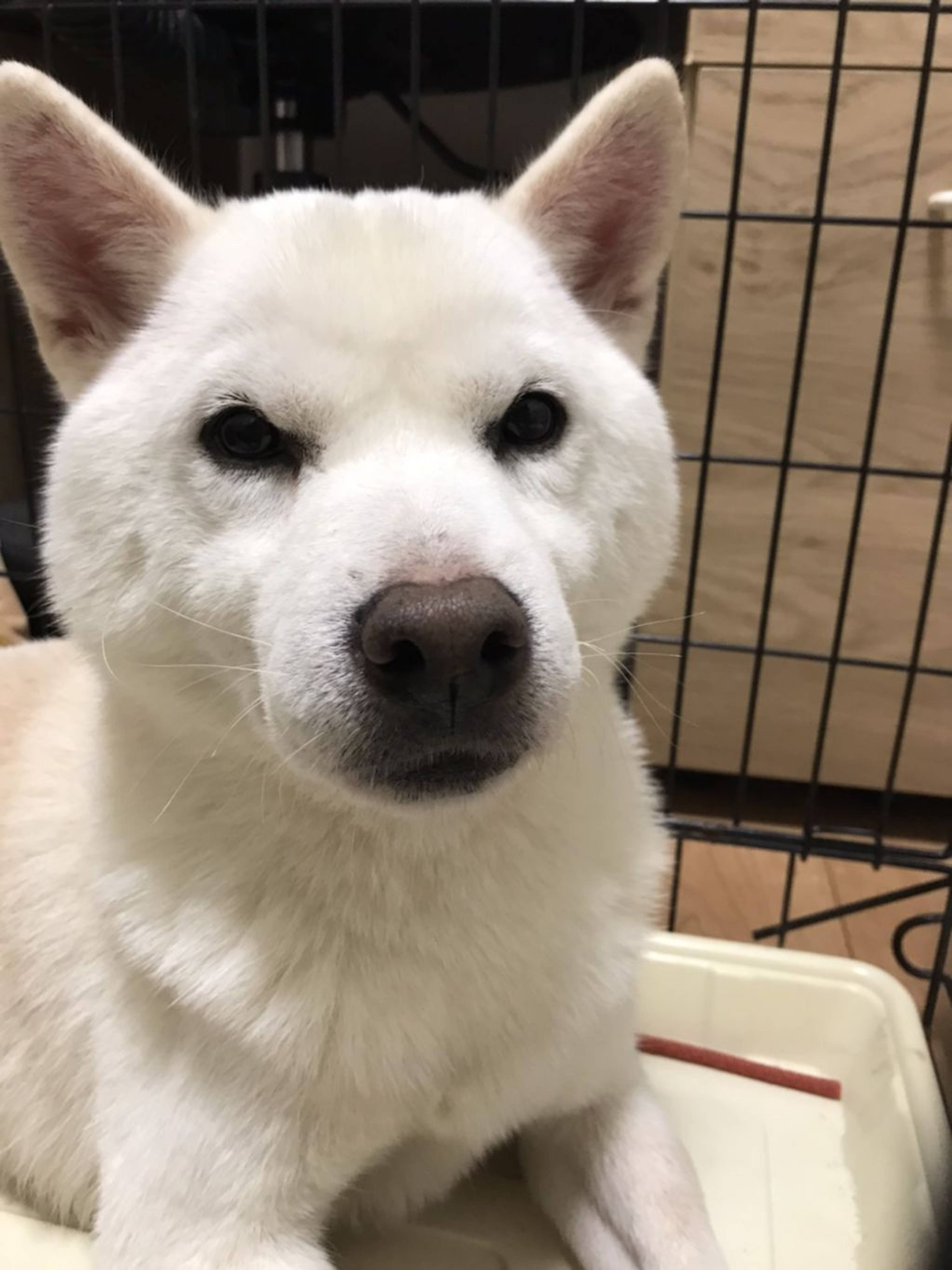 柴犬・オスの里親募集の写真