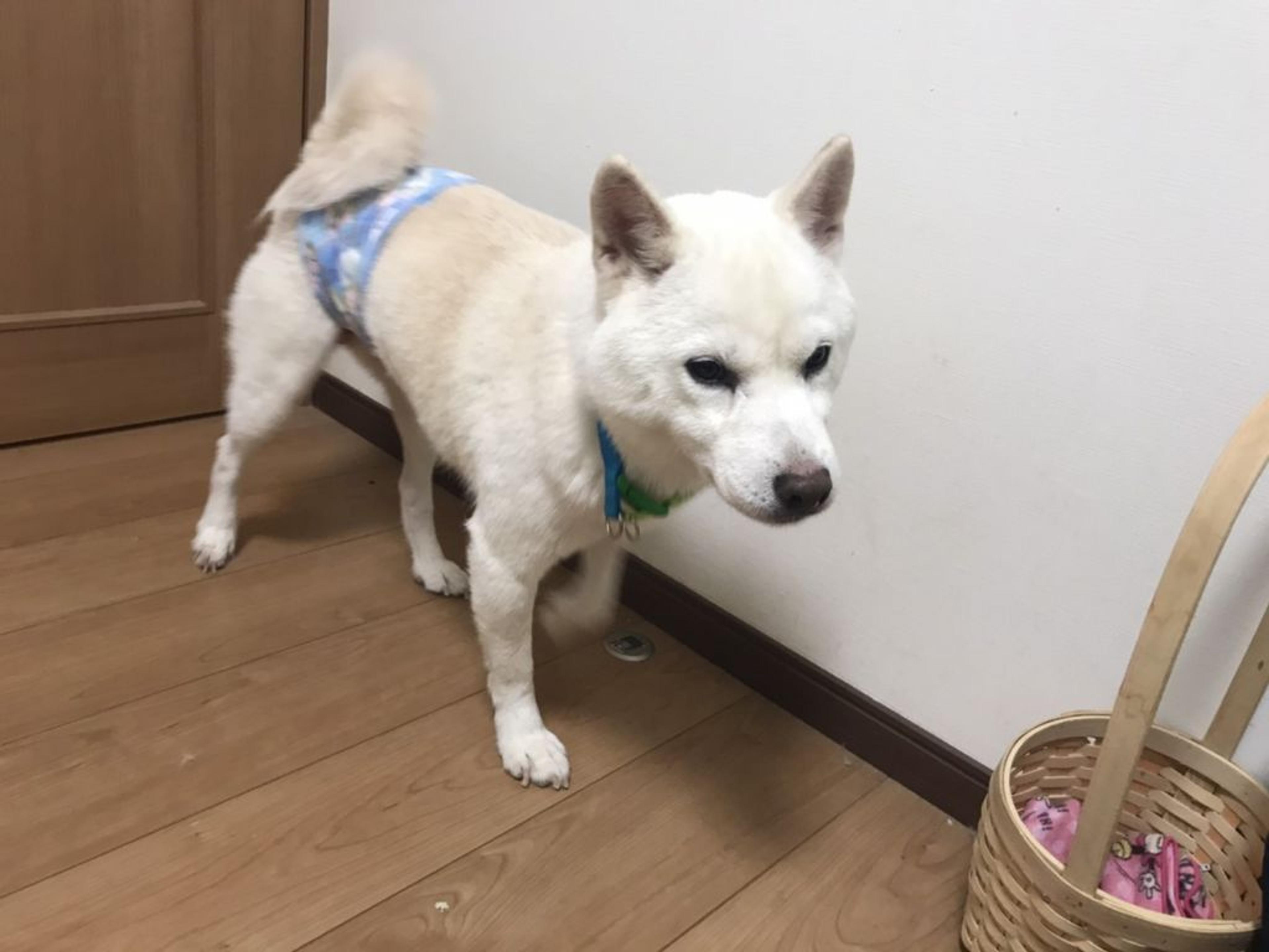 pet-image-2
