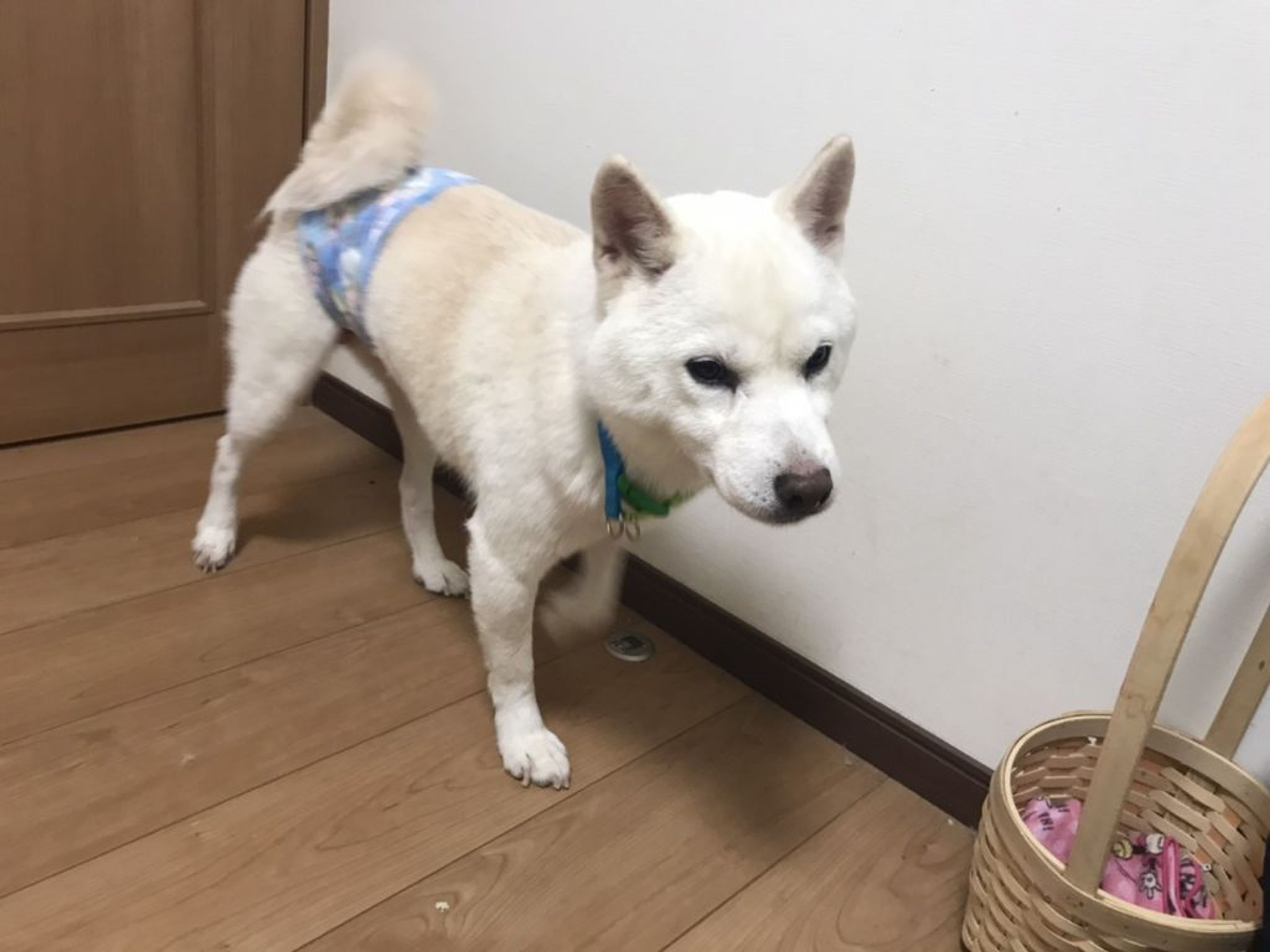 pet-image-2