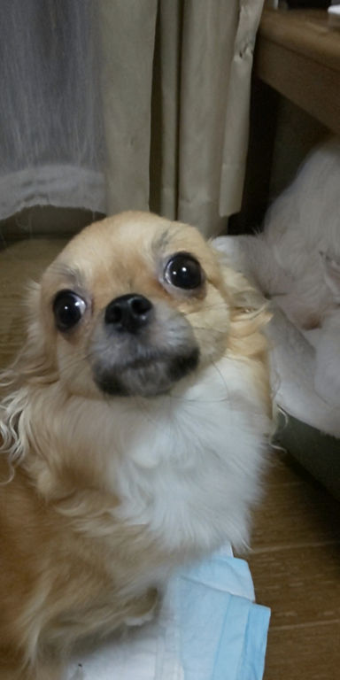 ソナちゃんの写真