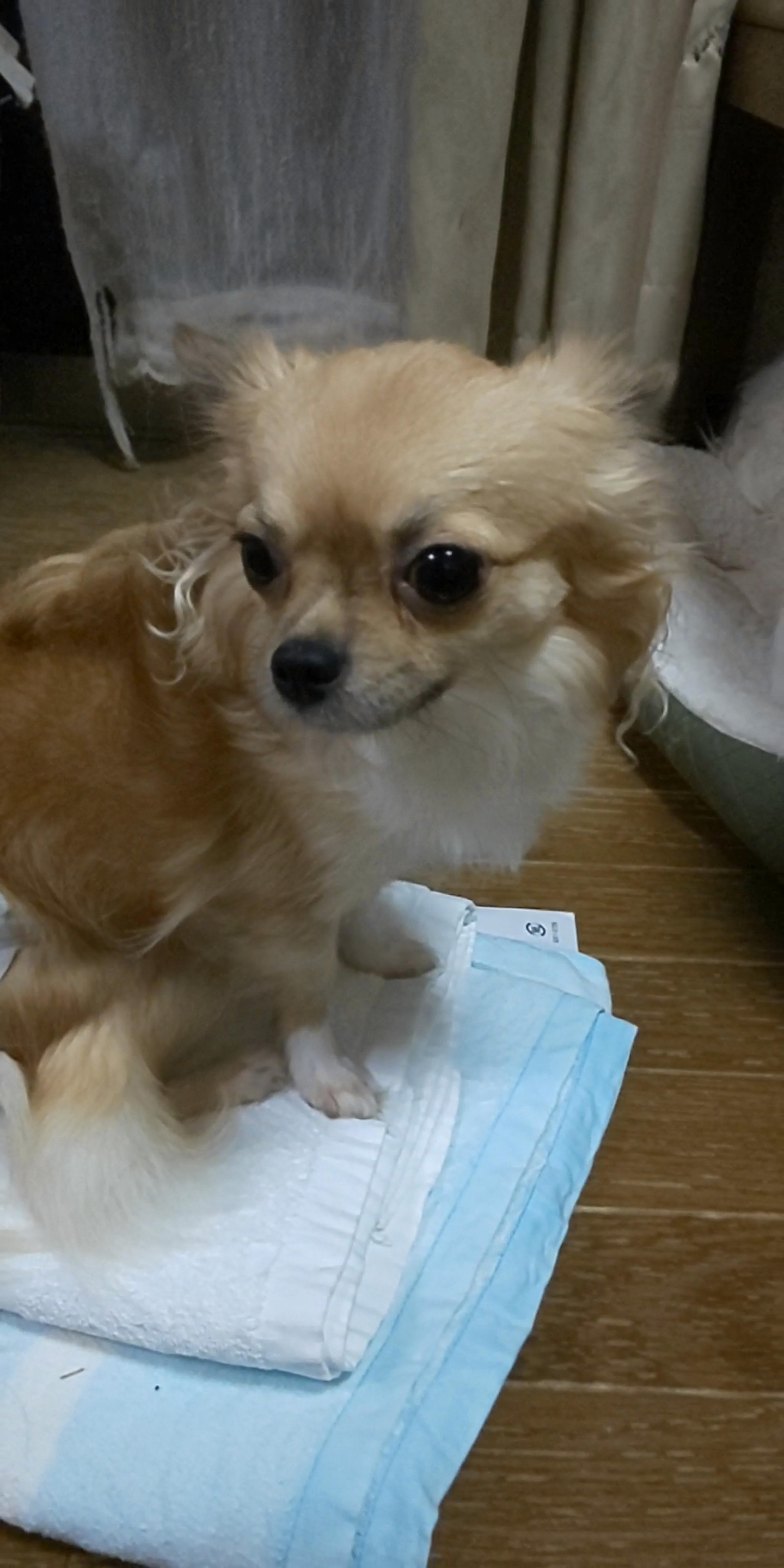pet-image-2